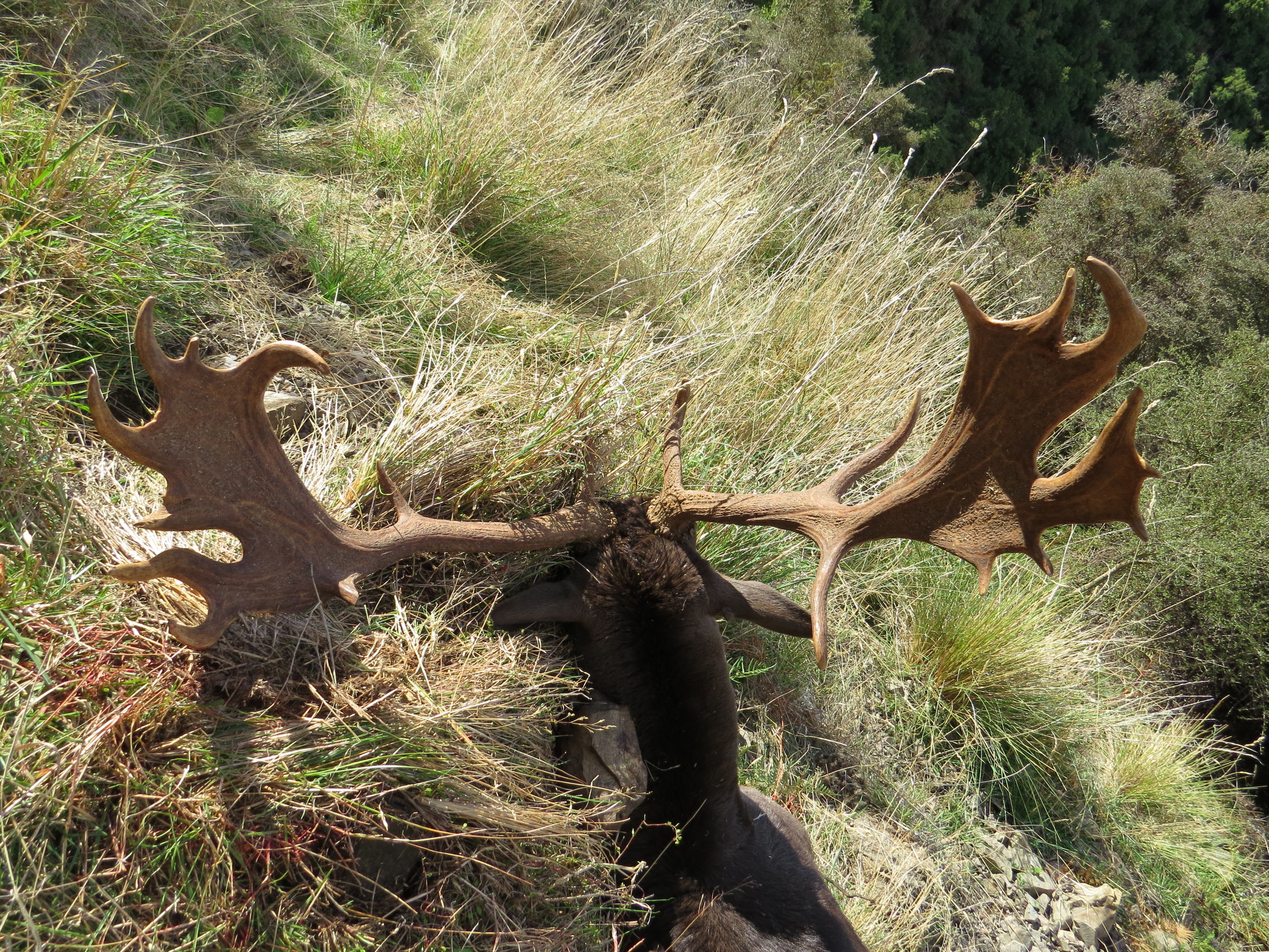  Richie's beaut' fallow buck - Photo by Ryan Carr 