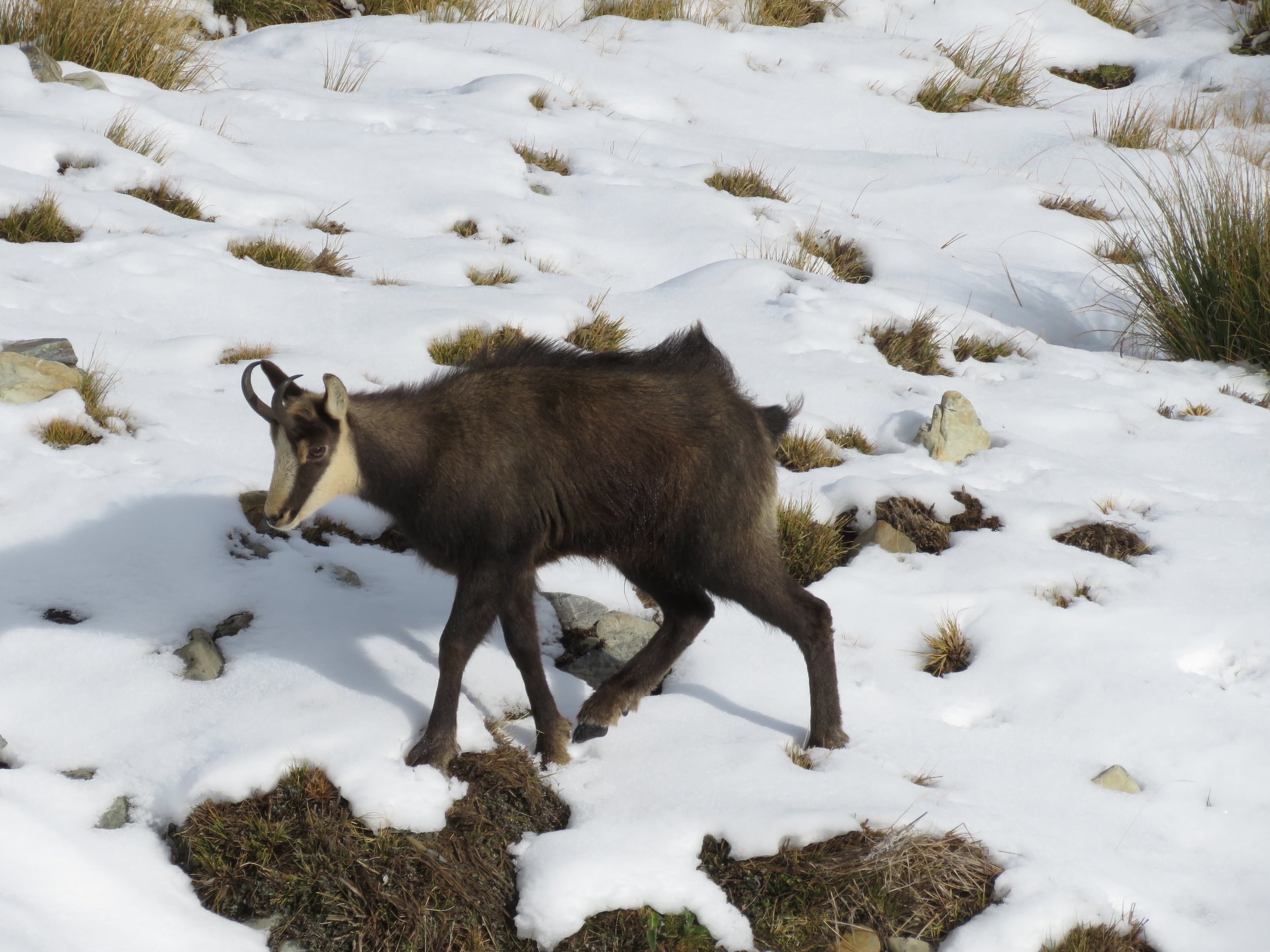  Friendly Chamois - Photo by Richie Williams 