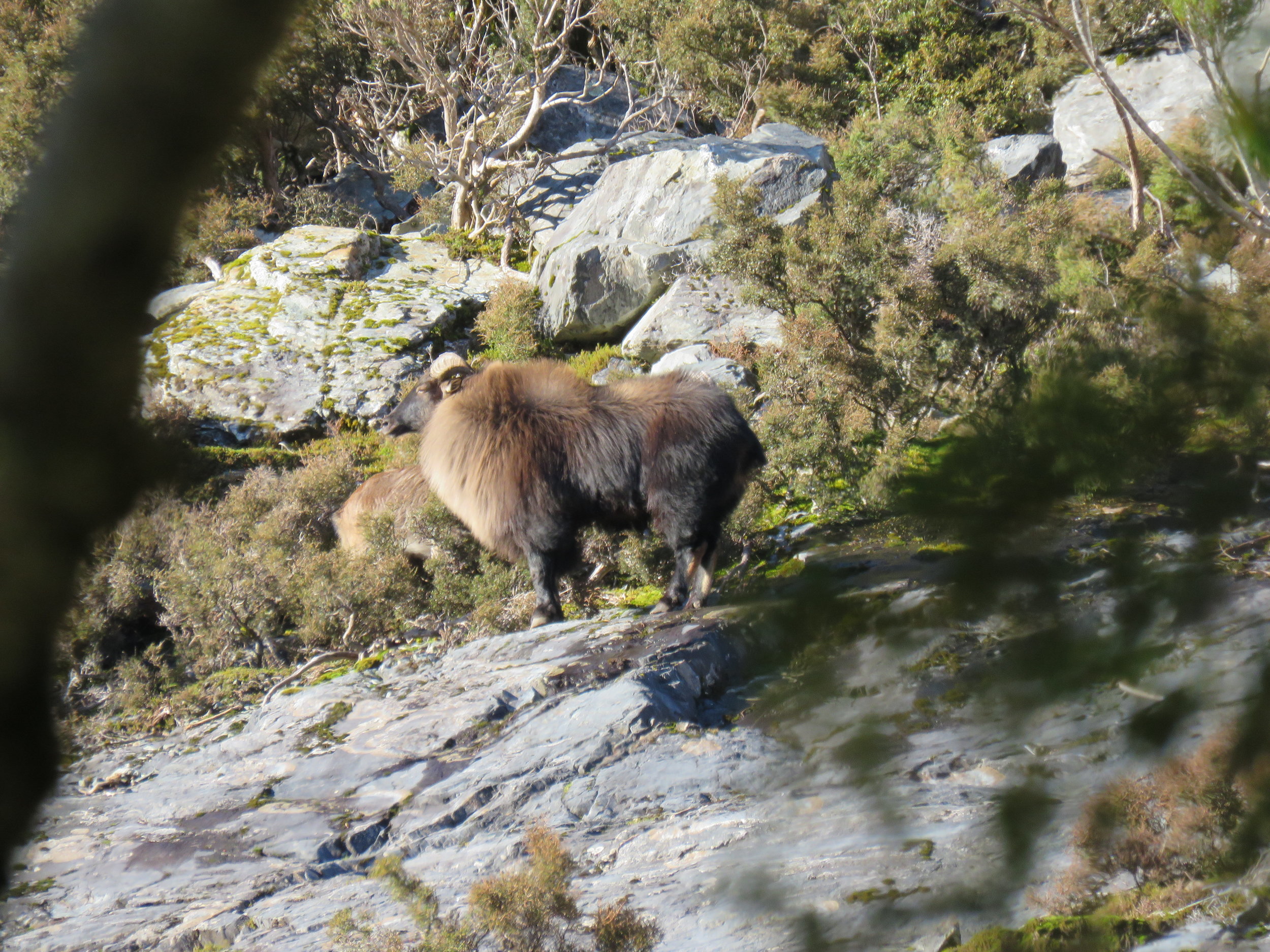  Peeking out from the cover of the beech forest - Photo by Shaun Monk 