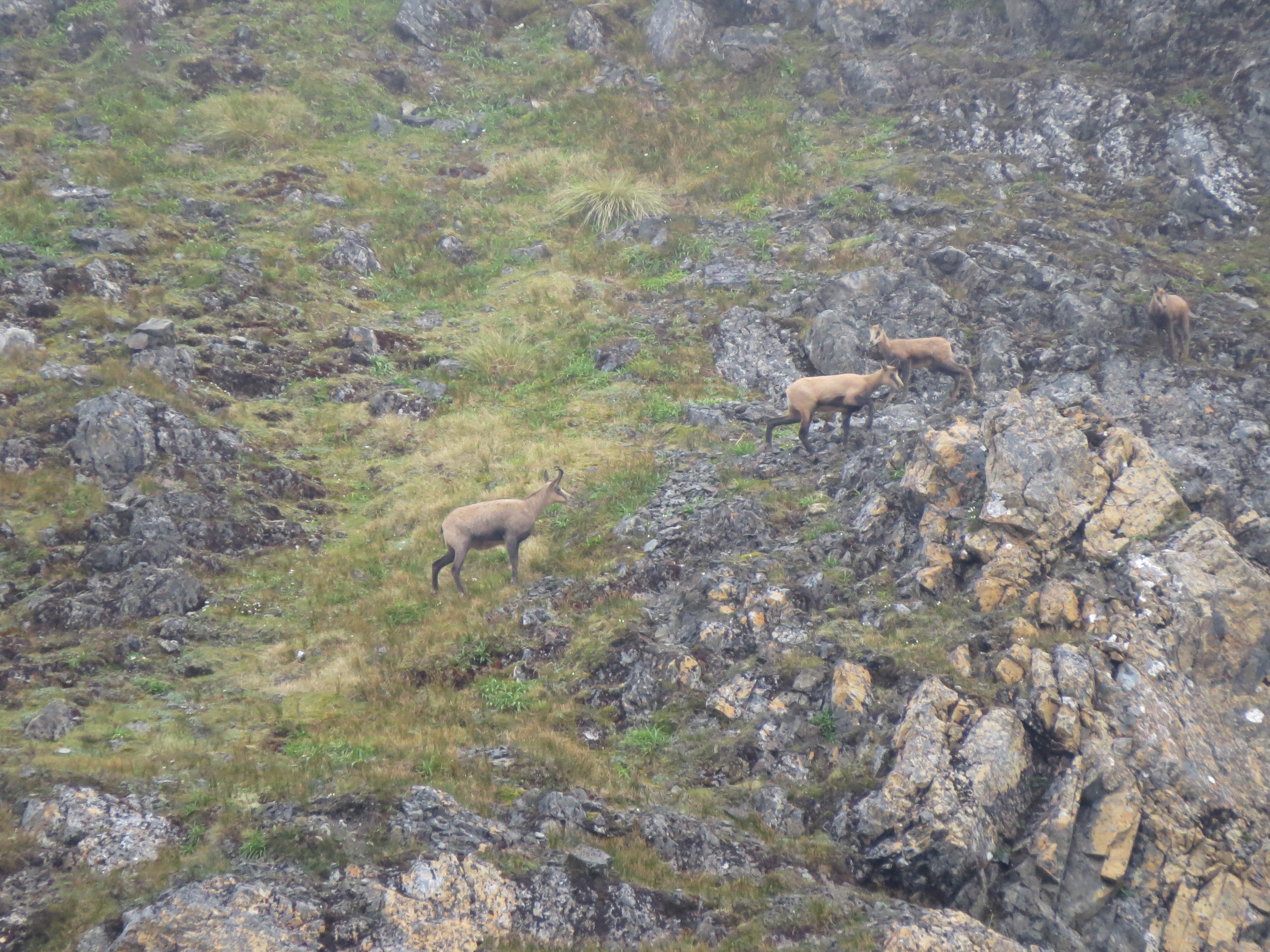  Chamois in summer coat. 