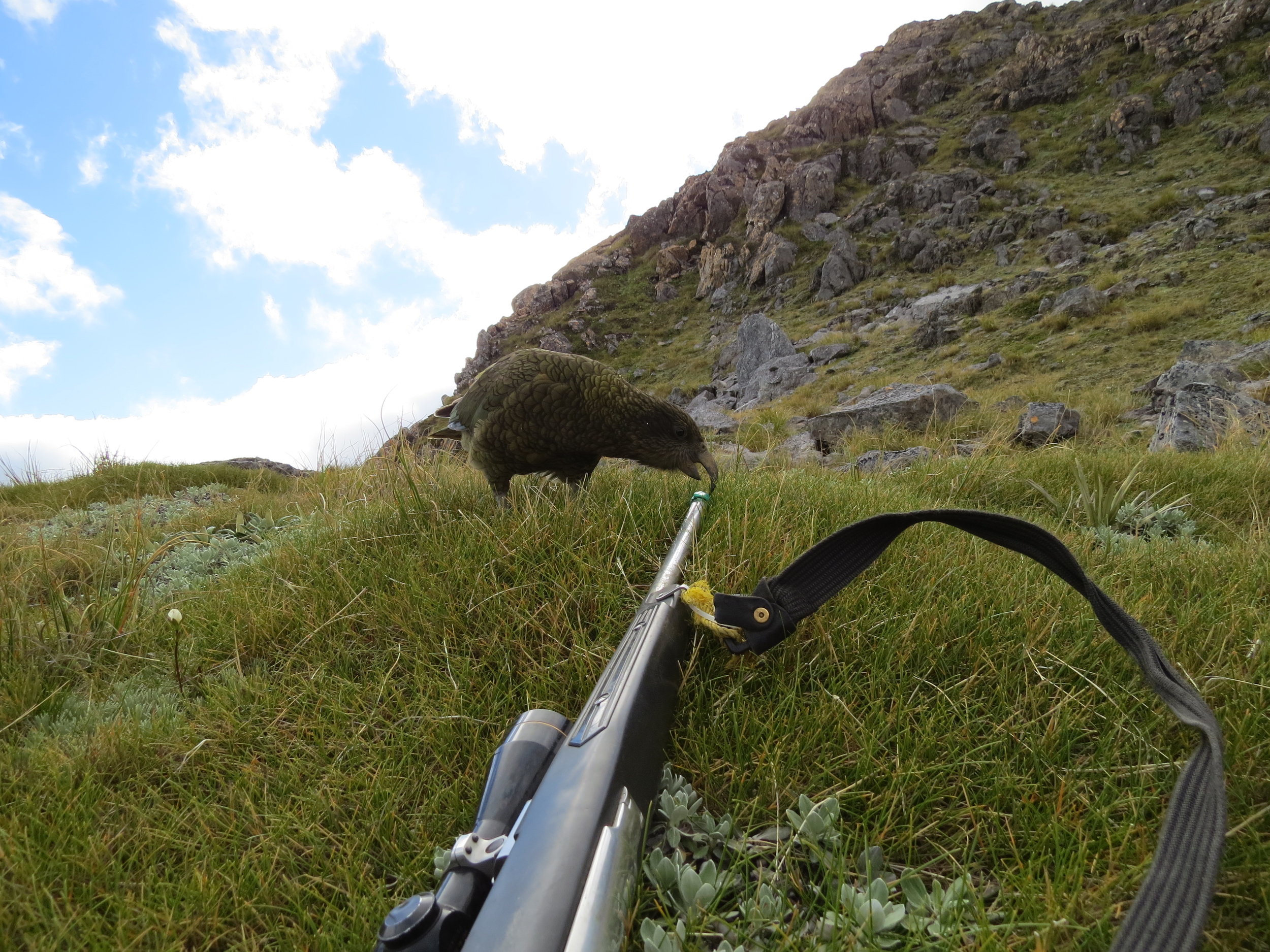 The cheeky kea, always entertaining.