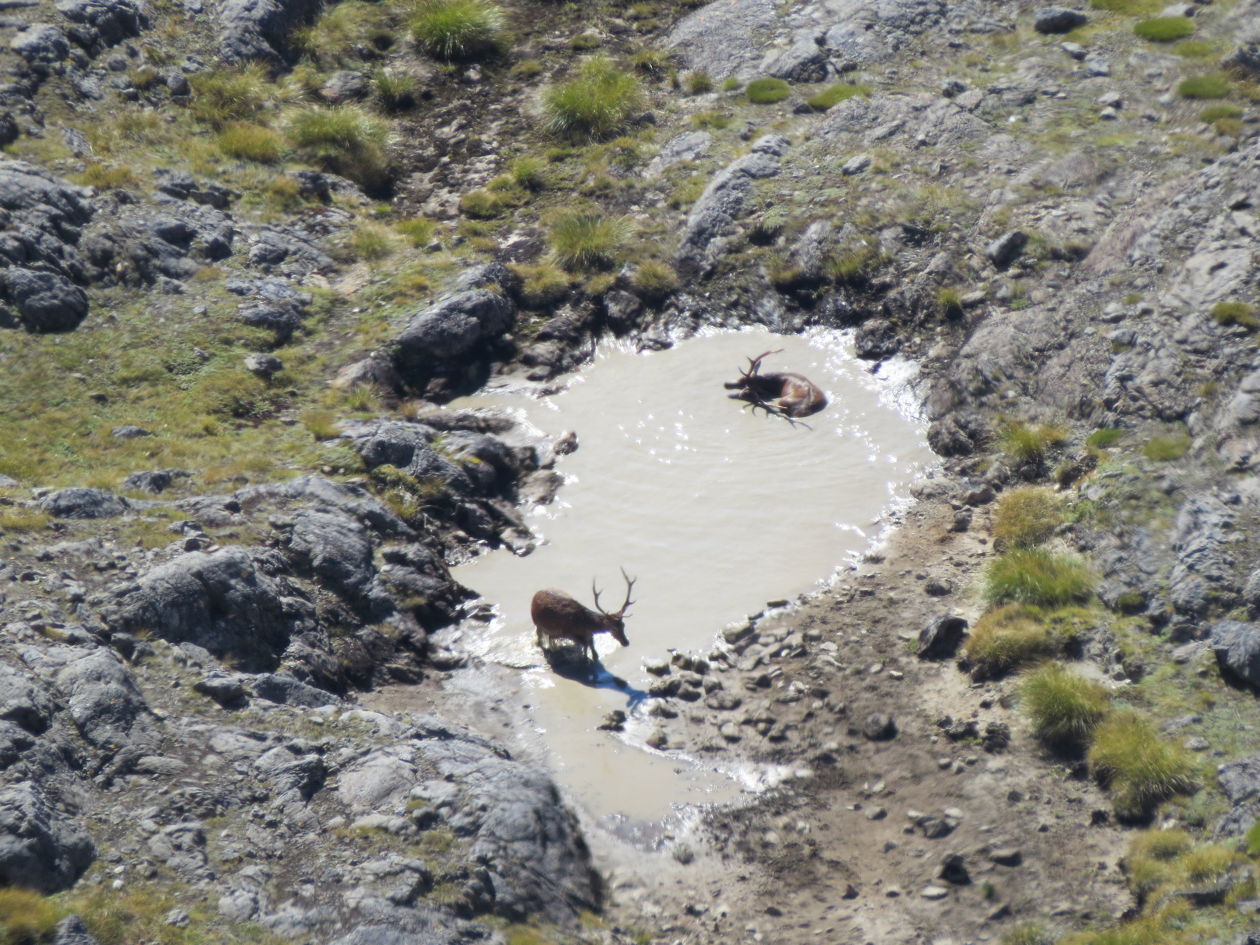  A couple of red stags bathing (check these guys out on the video) 