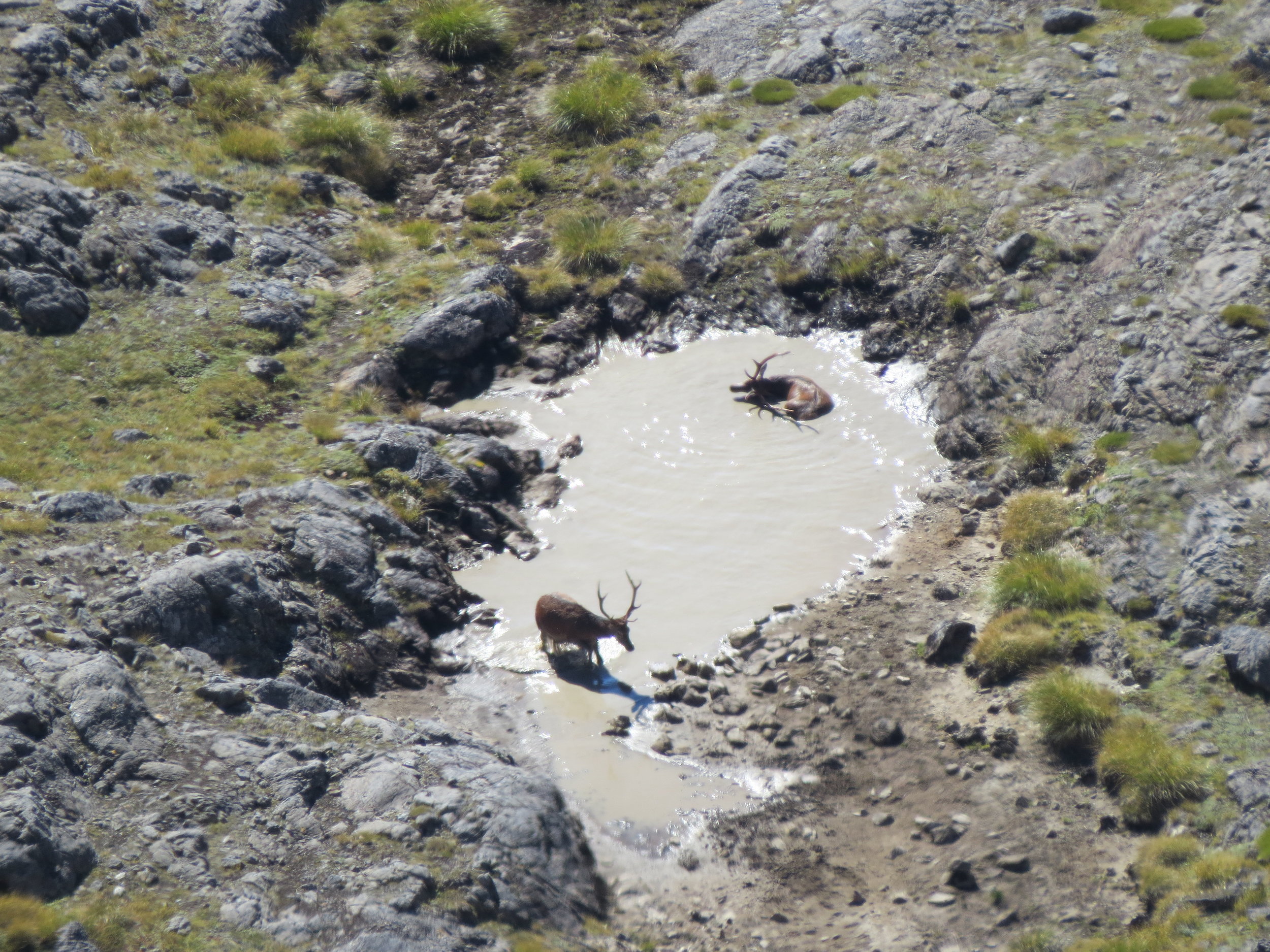 A couple of red stags bathing (check these guys out on the video)