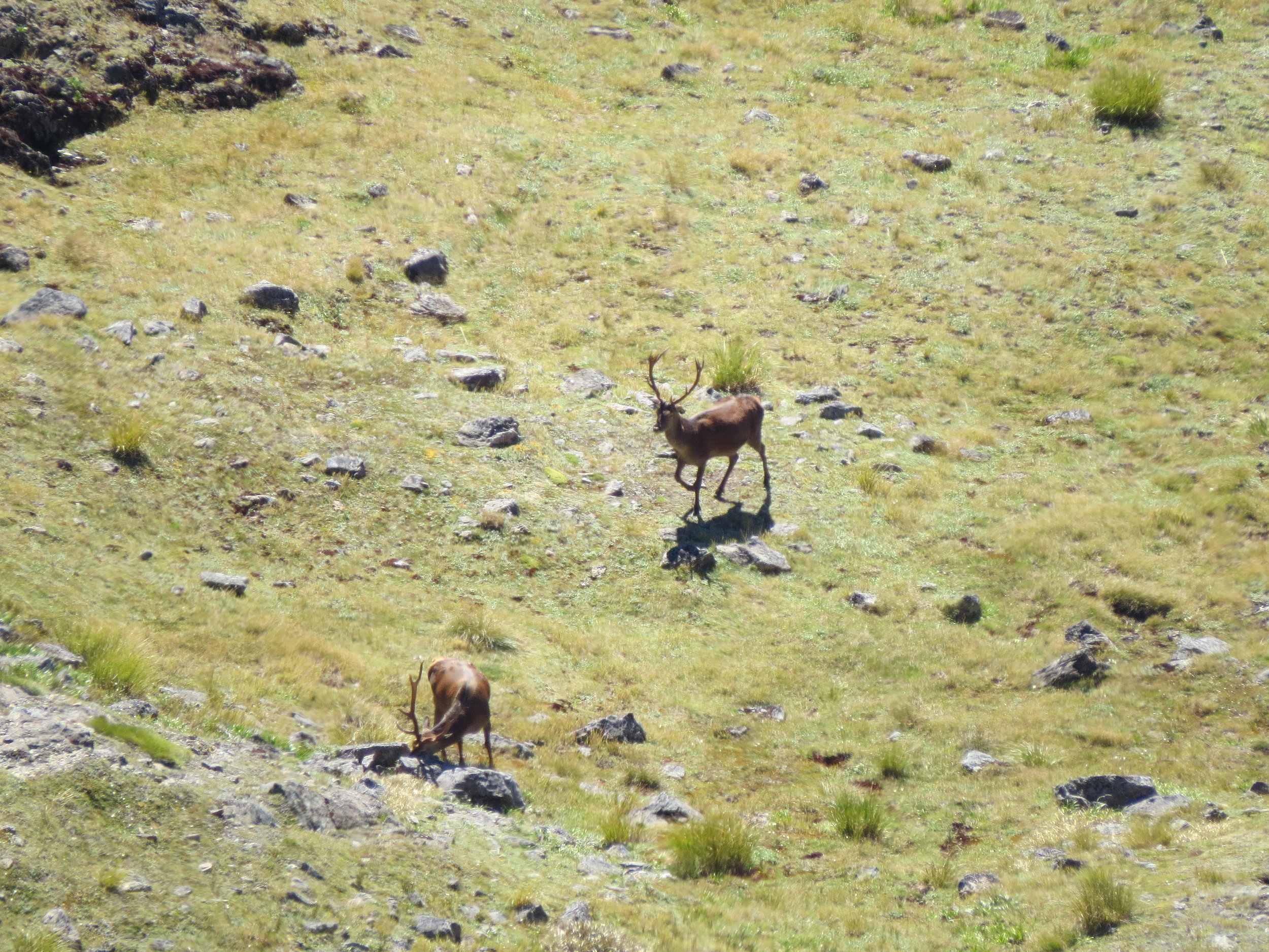 Neither of these boys were in any danger from us, we were looking for something a bit bigger.
