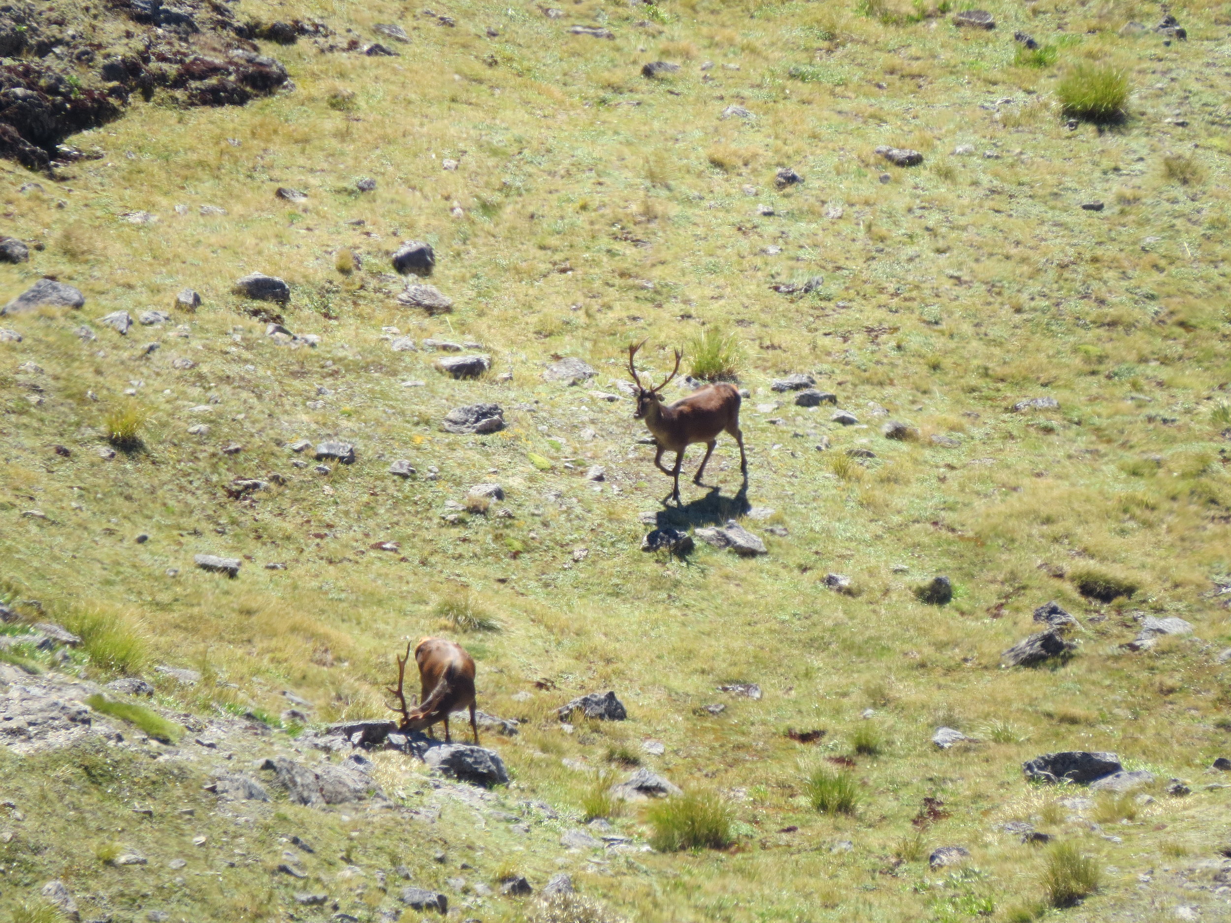  Neither of these boys were in any danger from us, we were looking for something a bit bigger. 