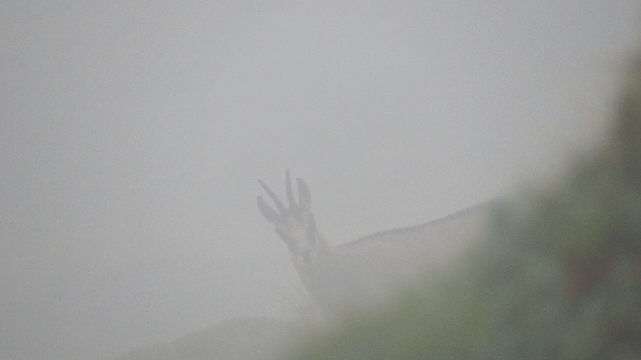  A young buck chamois peeking through the fog 