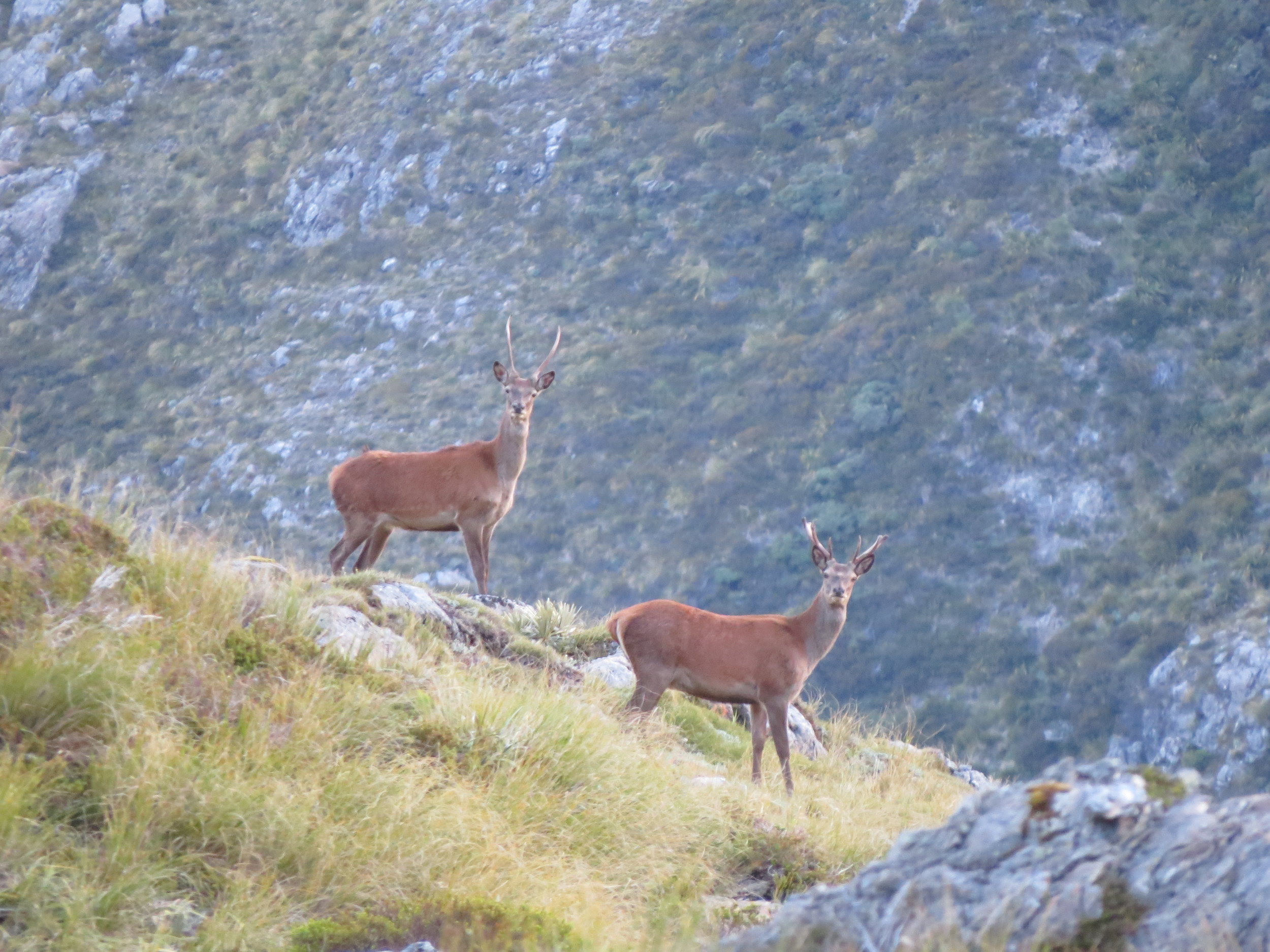  A couple of young stags that walked up to one of our camps probably wanting to drink from the tarn we had parked beside. 