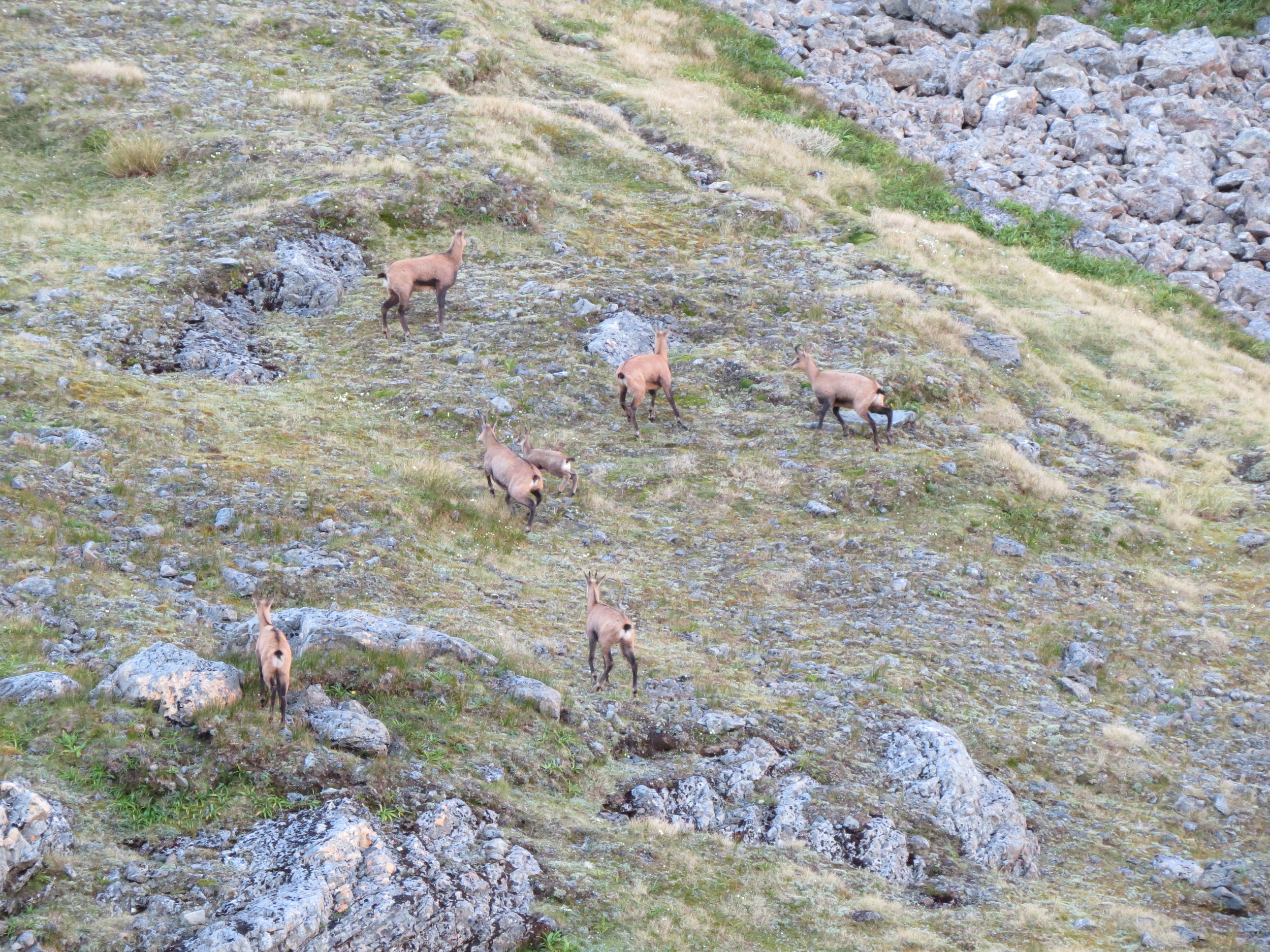  A family group of chamois does and juveniles. 