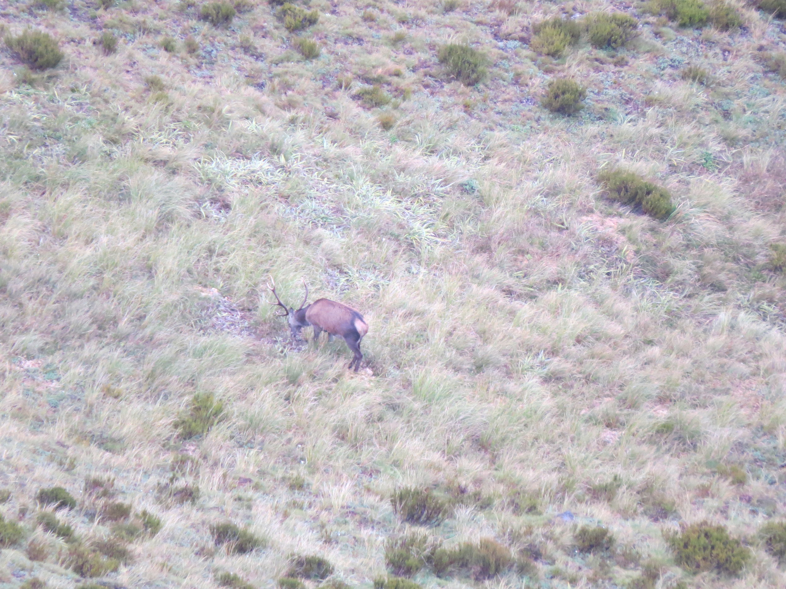  A very young stag which could some day become a decent trophy. 