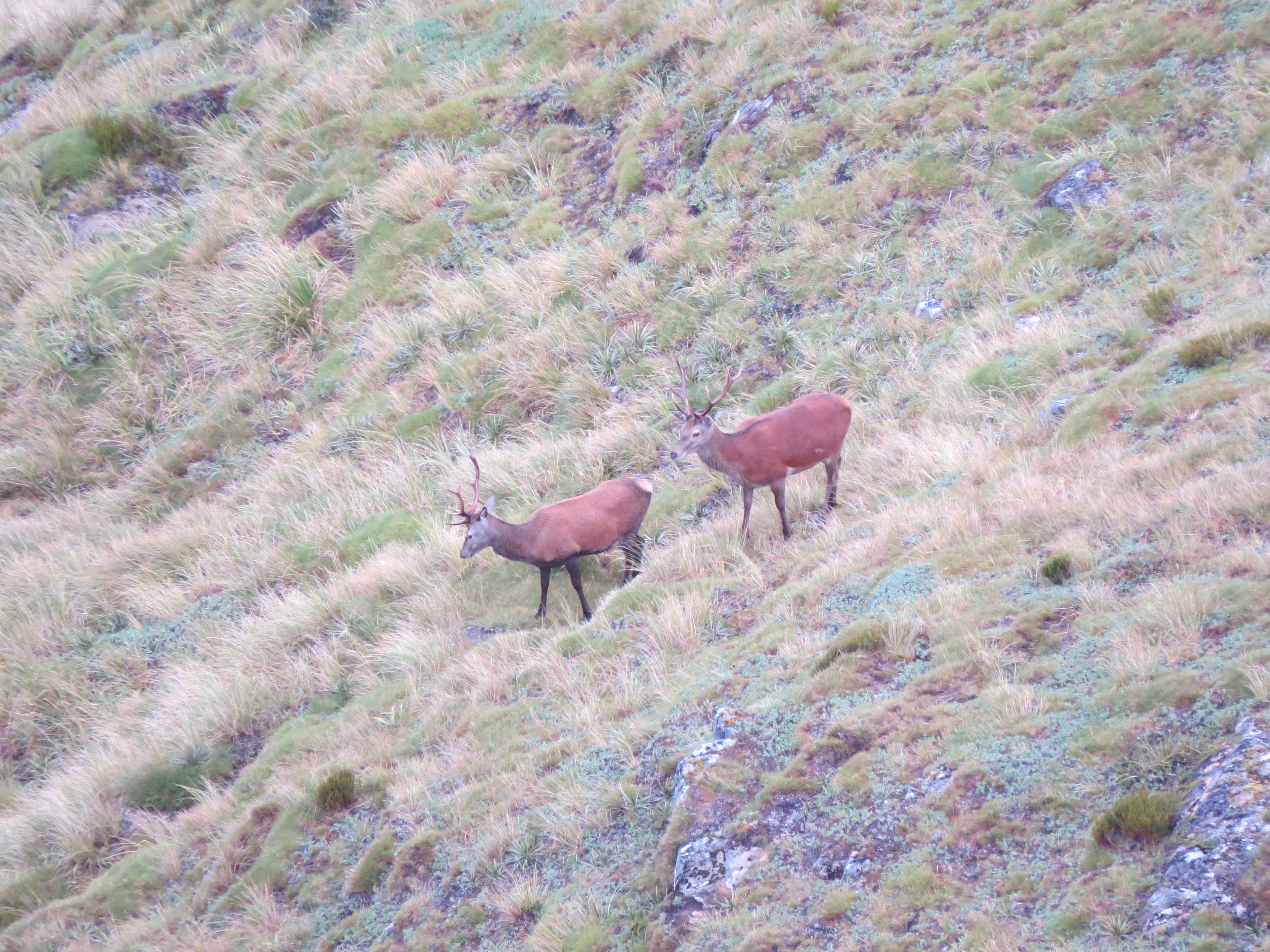  These stags have just stripped their velvet in the previous day or two. 