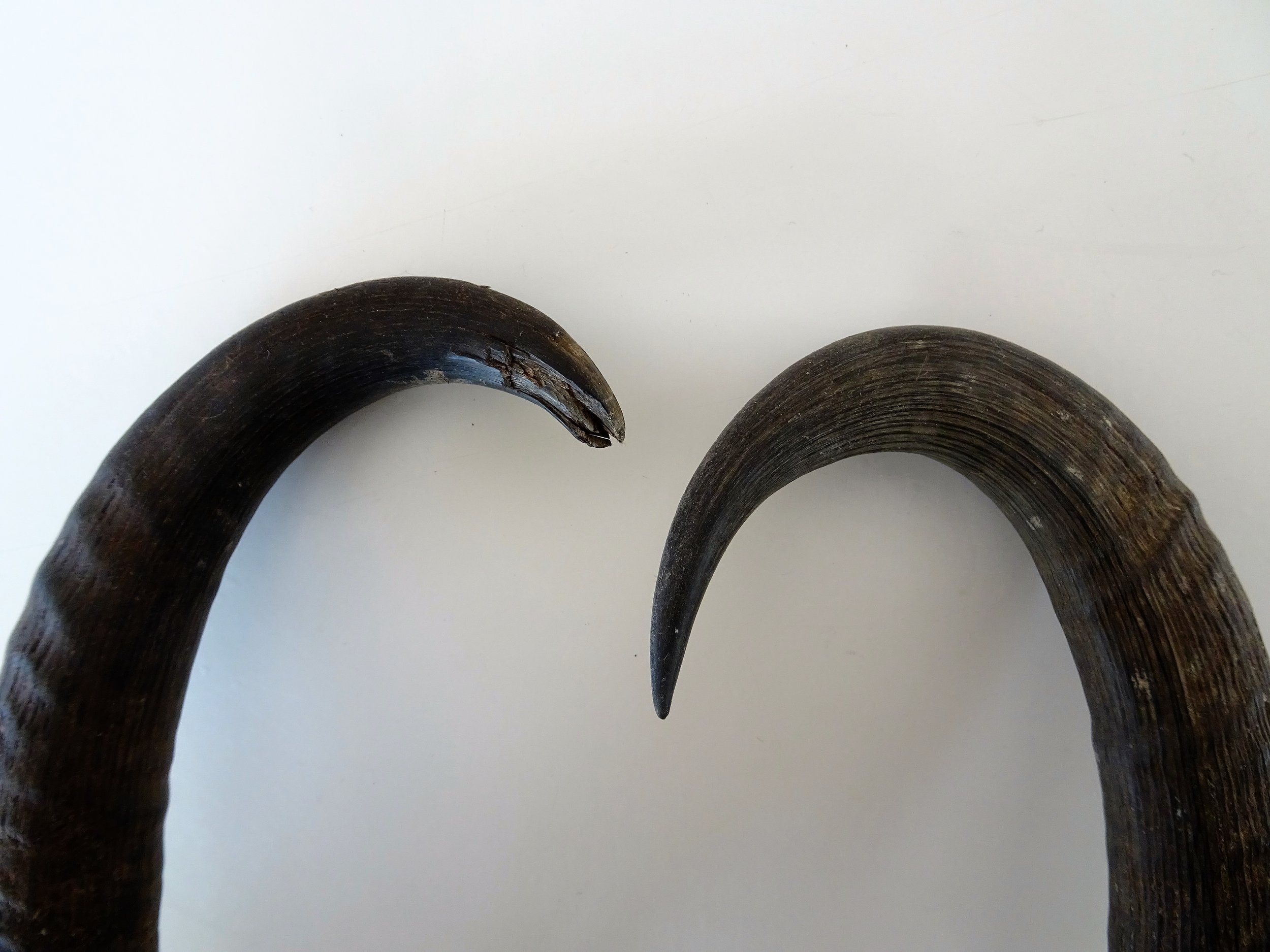 Broomed tip of an old boy with an average example of a buck hook for comparison.
