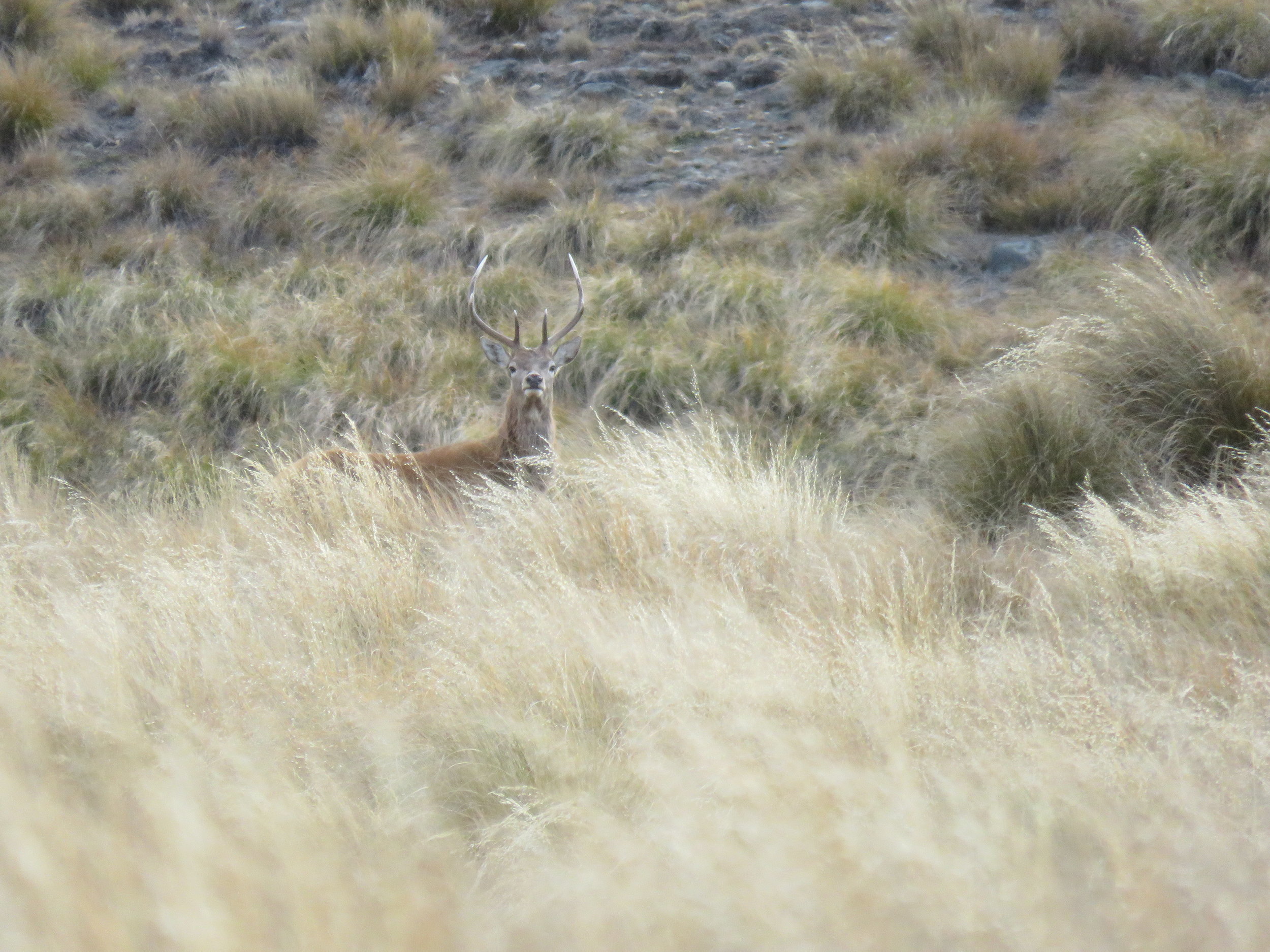  Curious young red stag getting shot to peaces by the authors canon 