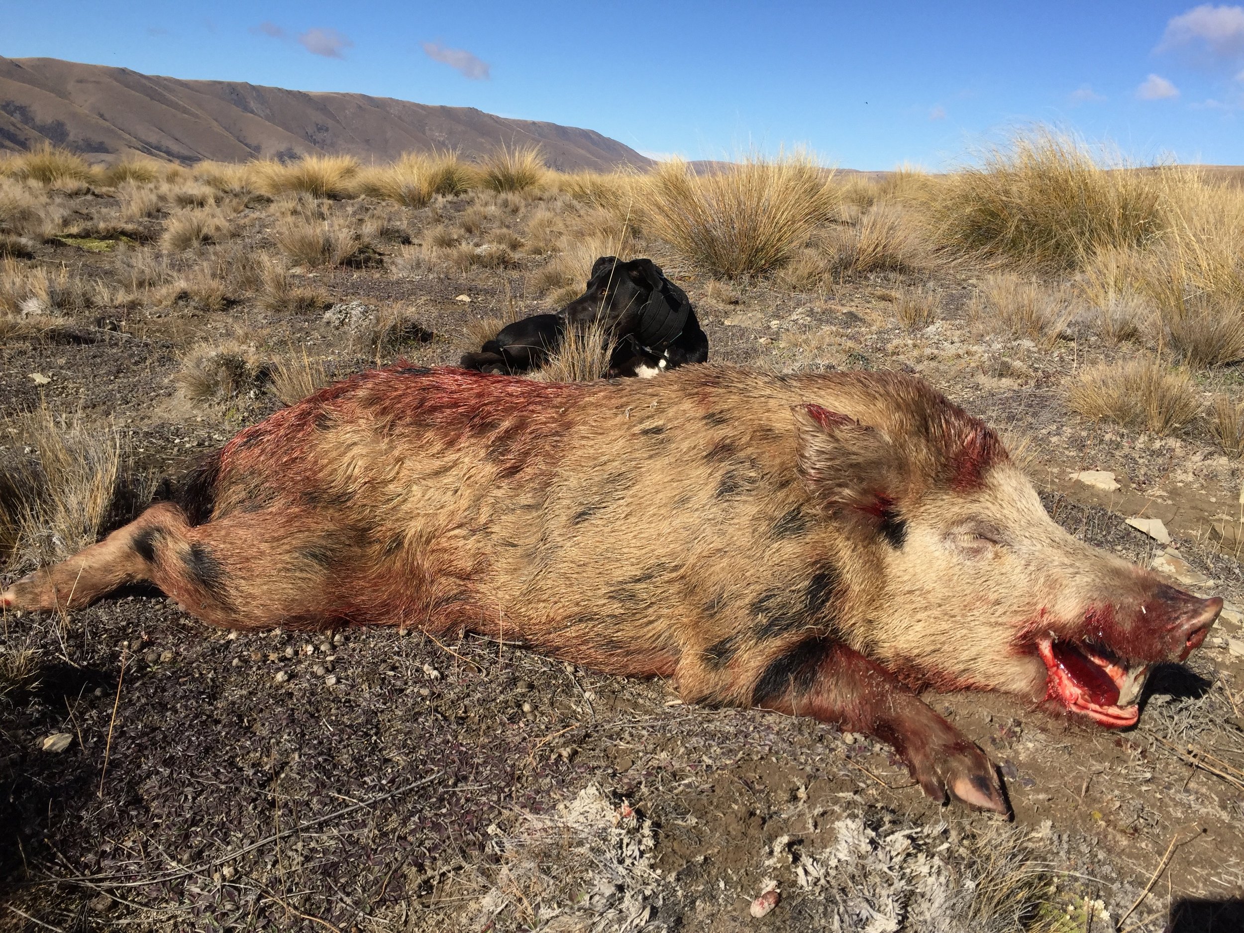  Chief's little dog Meg with a boar that she bailed up on her own, while her owner was trying to close in on a stag. 