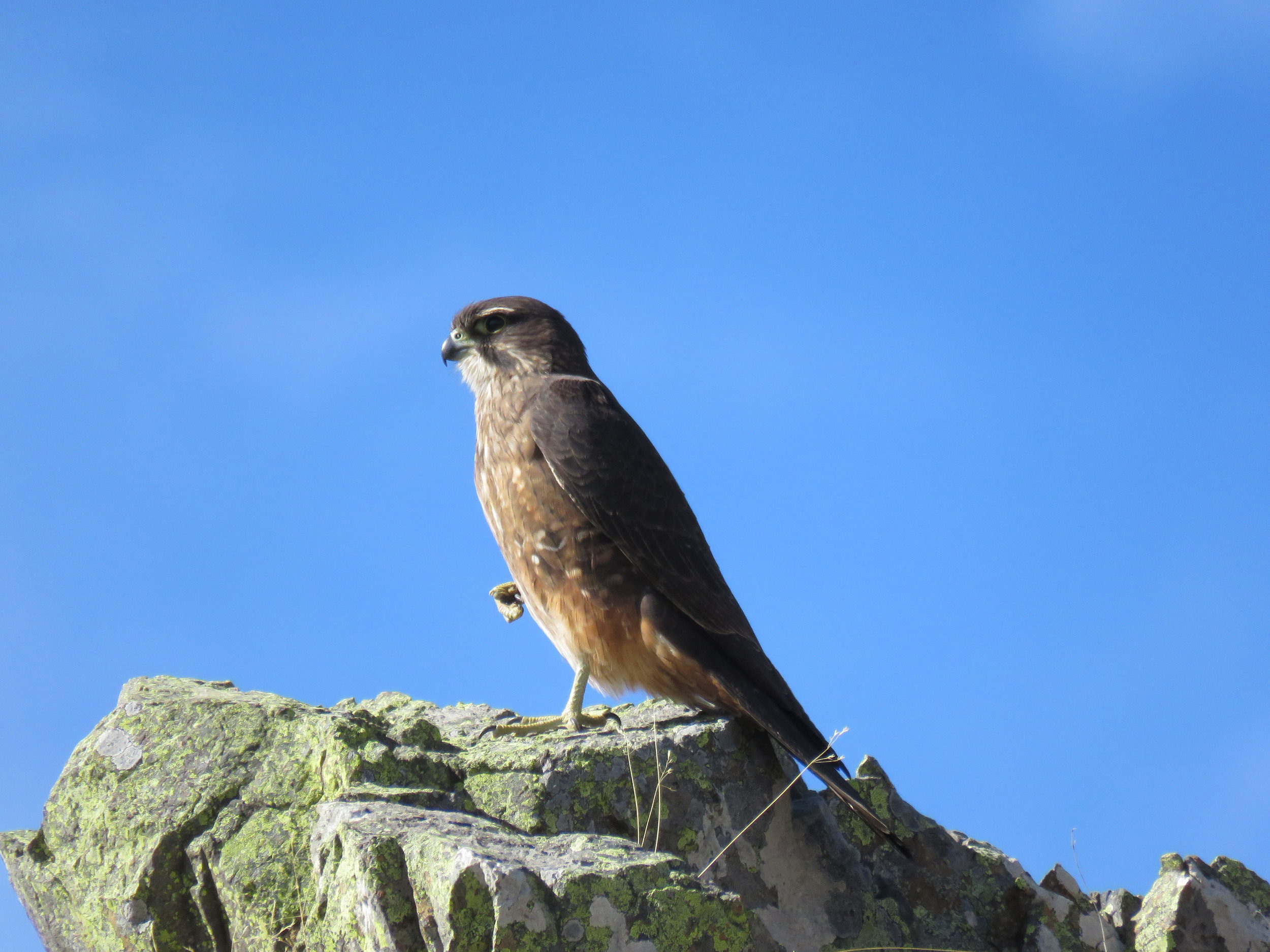 A New Zealand Falcon happy to be photographed from the window of the Hilux.