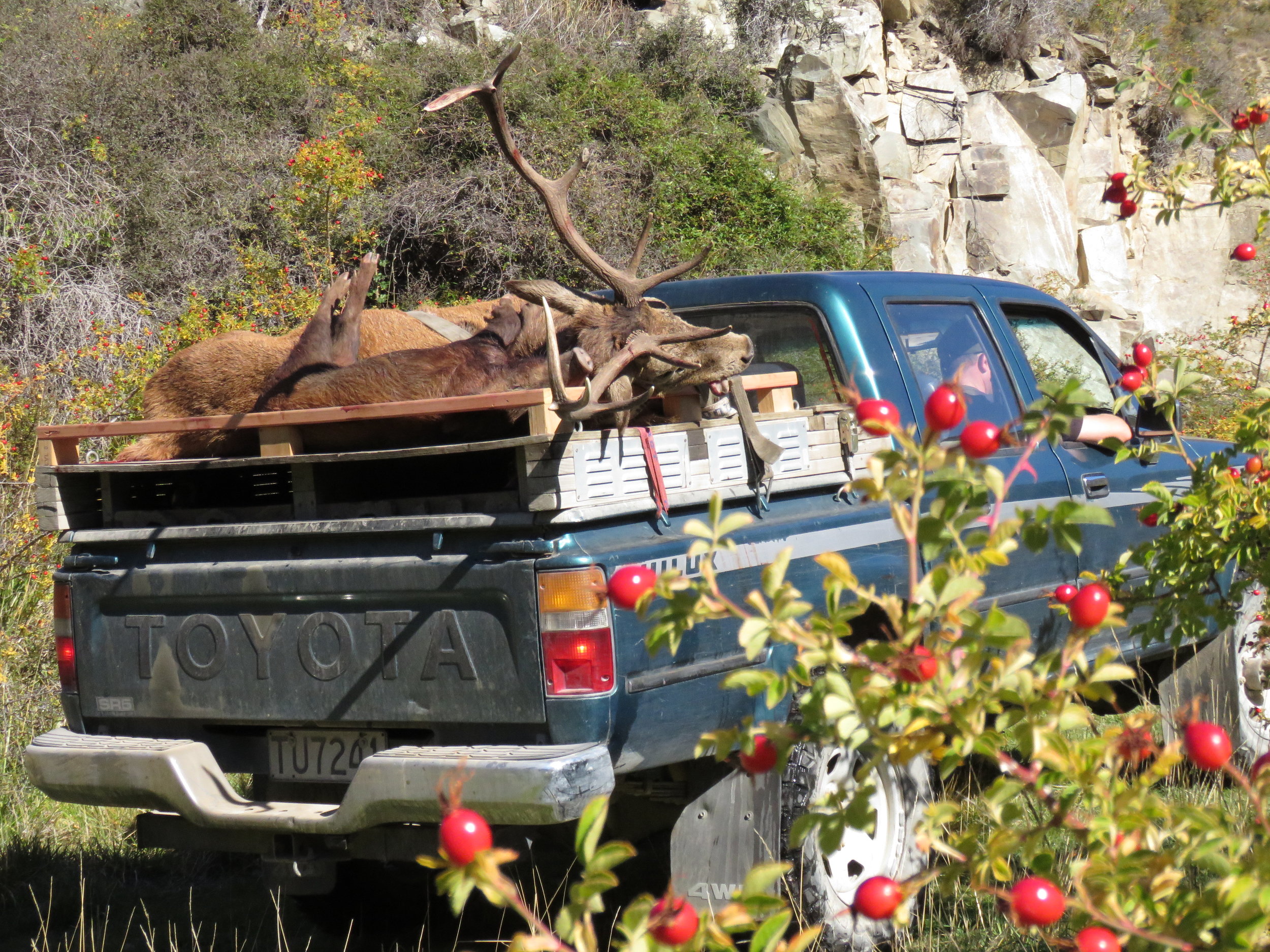 Ripe sweet briar berries are a great attractant for wild pigs and deer