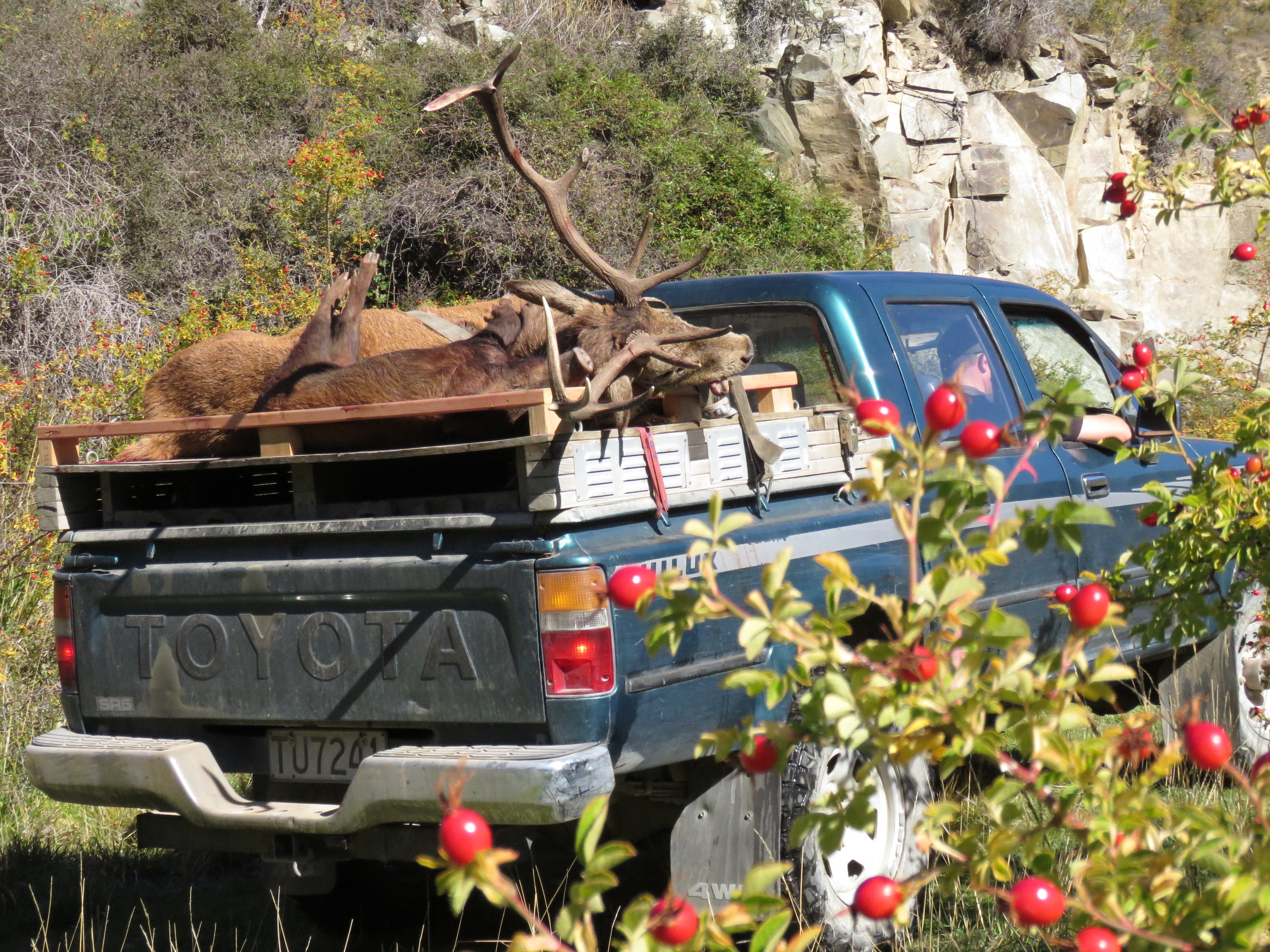  Ripe sweet briar berries are a great attractant for wild pigs and deer 