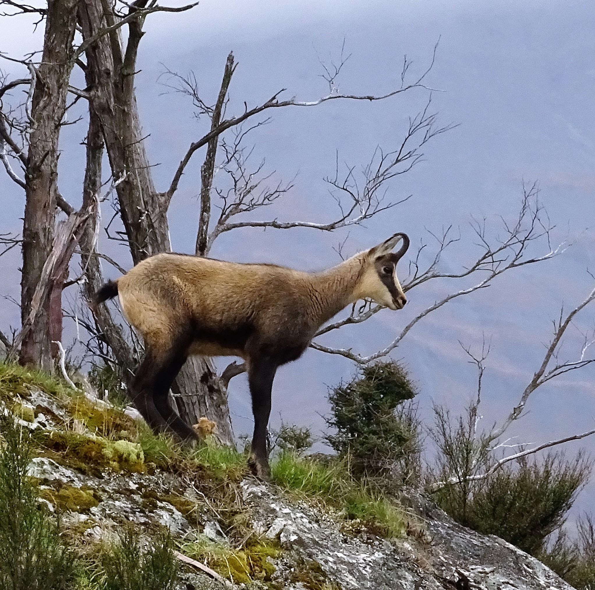 Young chamois buck