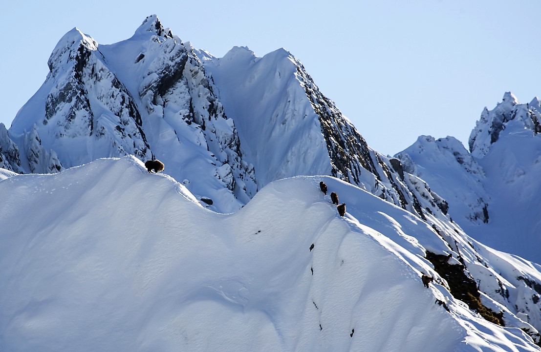 bull tahr on a snowy ridge