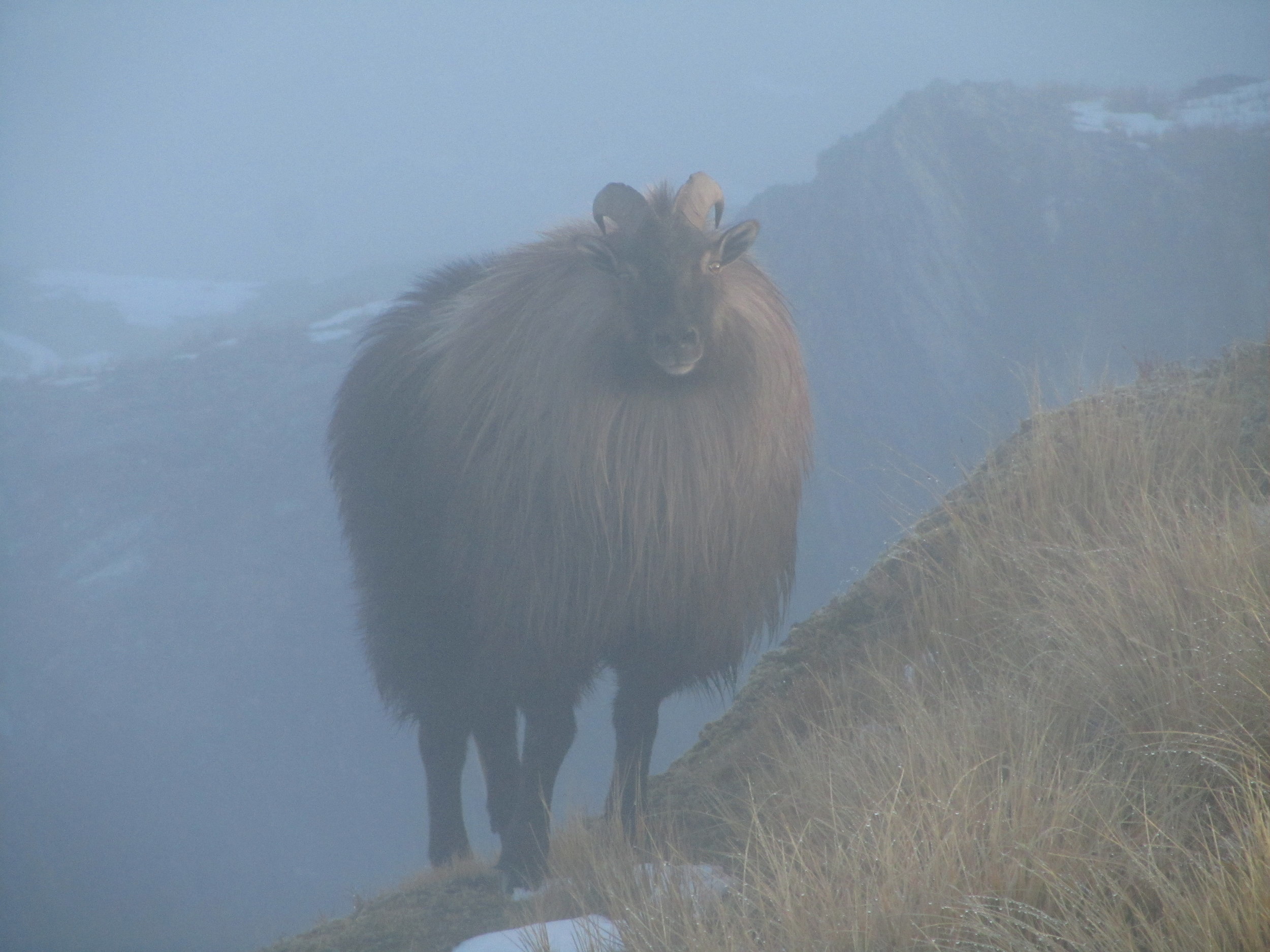 bull tahr on the ridge