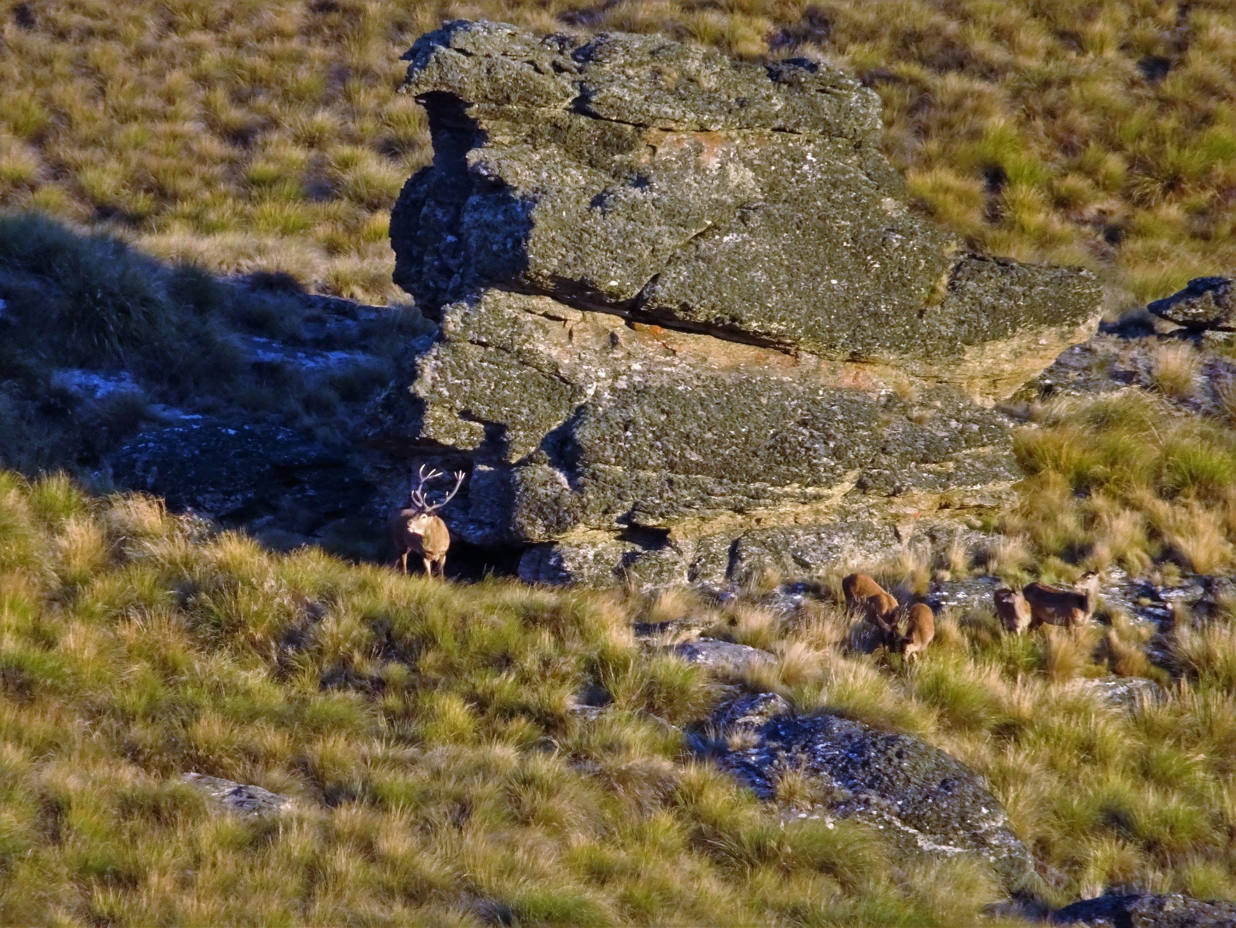 stag holding hinds in the tussock