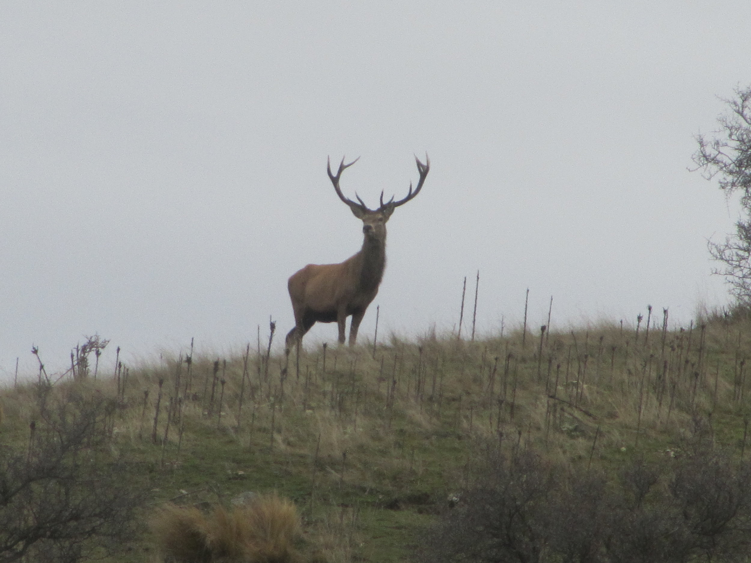 stag on the skyline