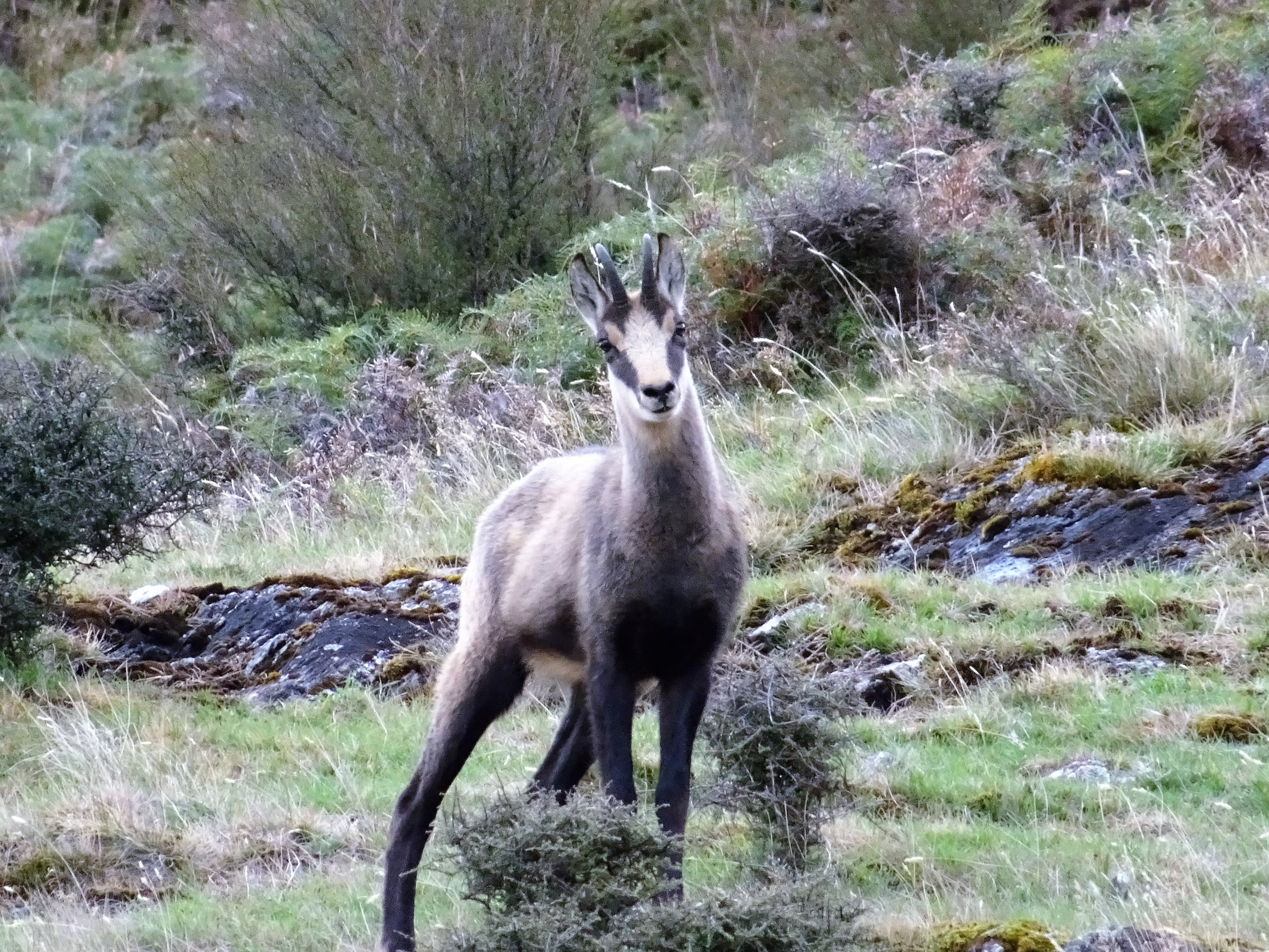 young chamois buck