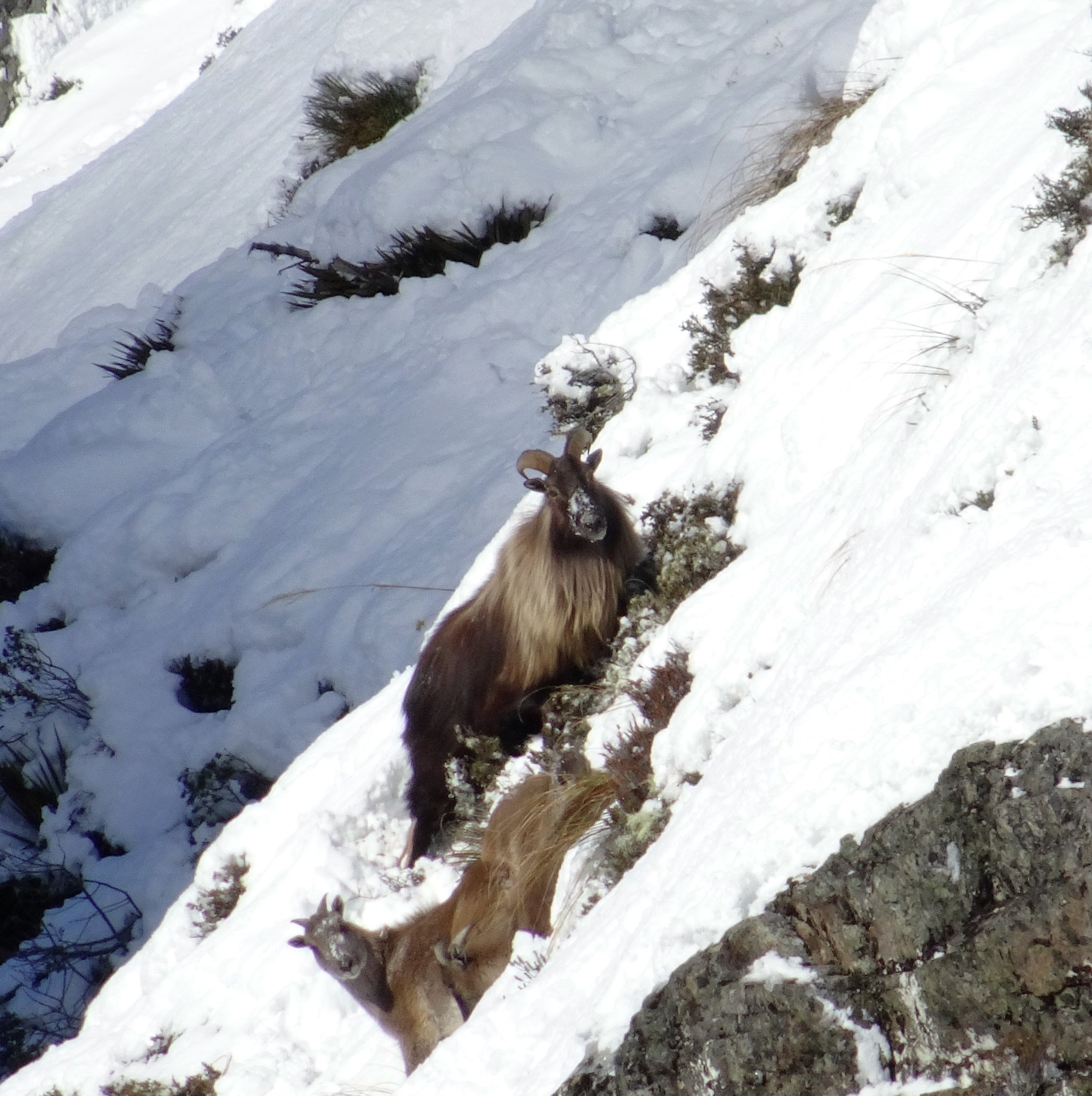 bull tahr in the snow