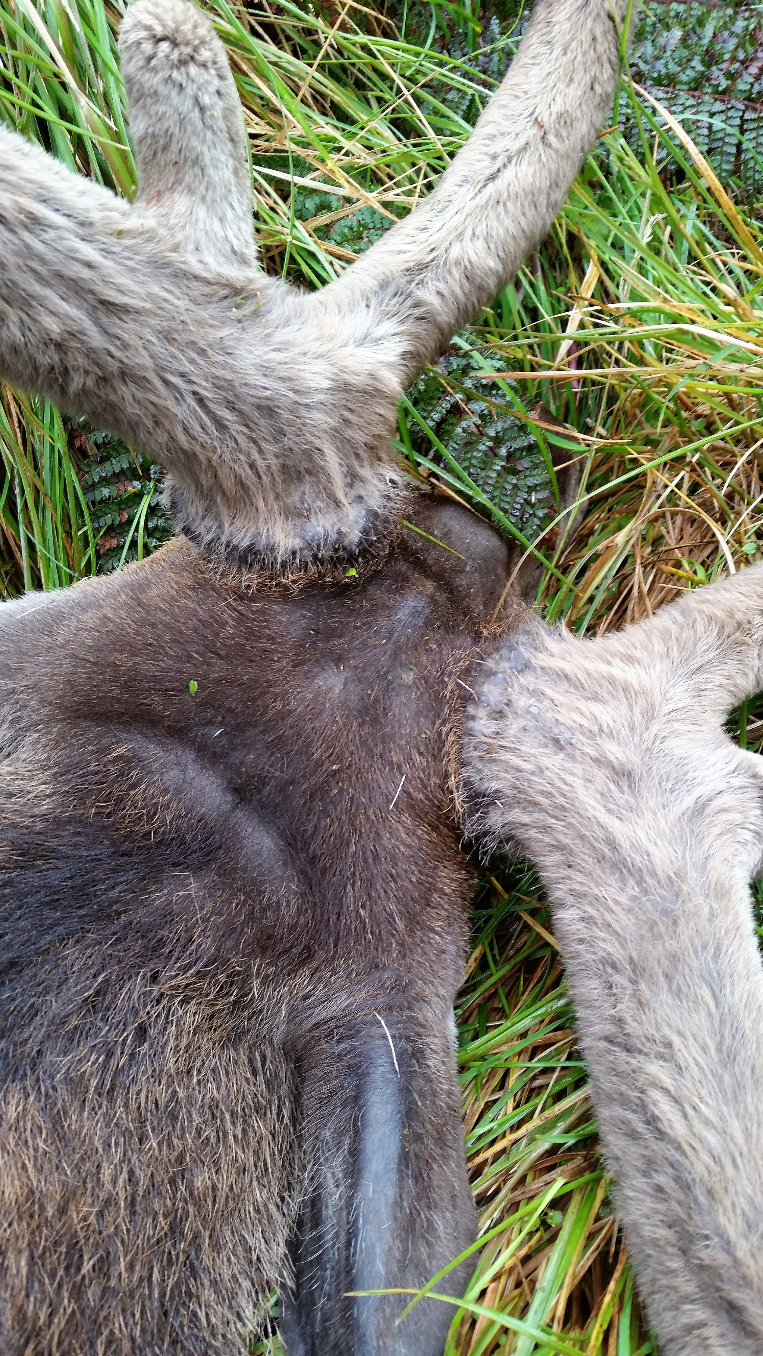 A close up of the same stag showing pedicle height and size