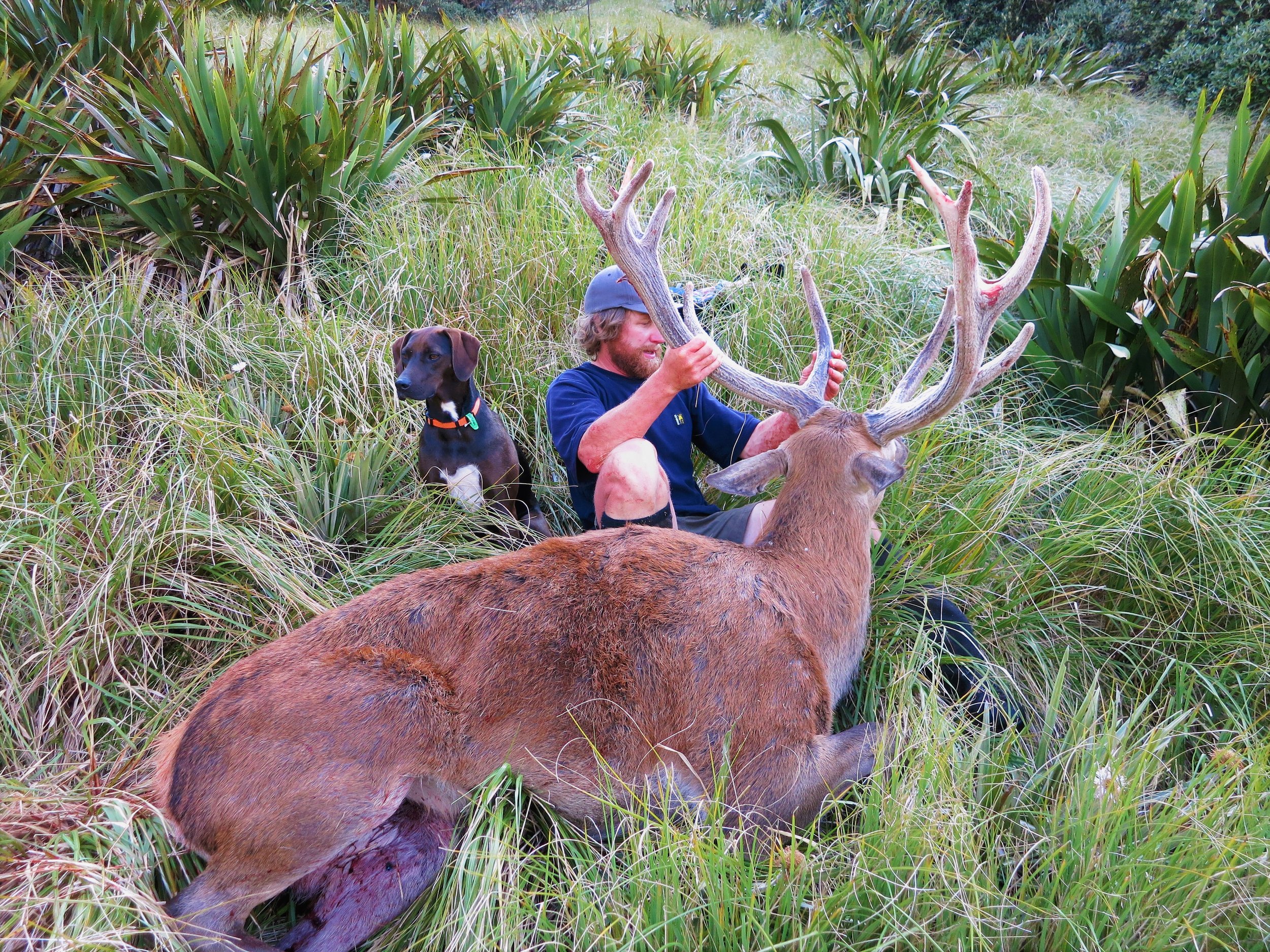An old stag. The pedicles on this stag are the lowest I have ever seen. You can see the flat area on top of the skull.