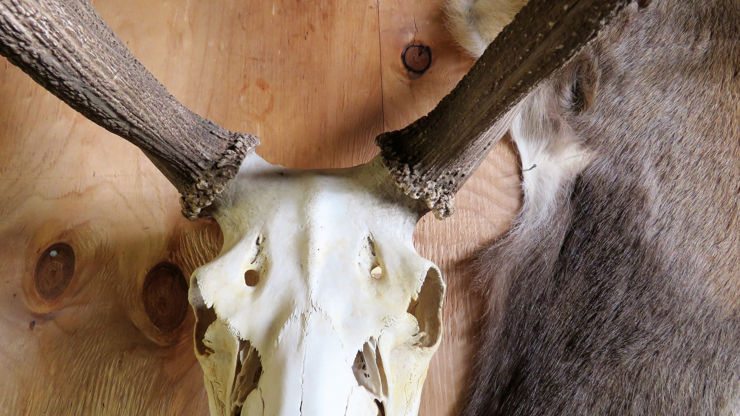 The same stag as a euro where you can see how low and wide the pedicles appear even with no skin.
