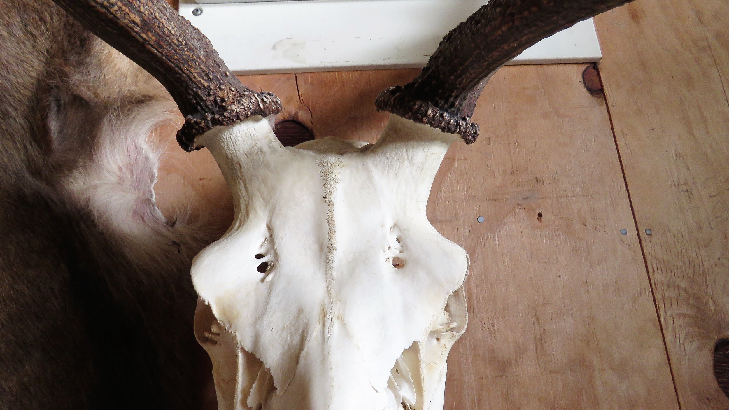 A close up to compare to the above close up of pedicle height
