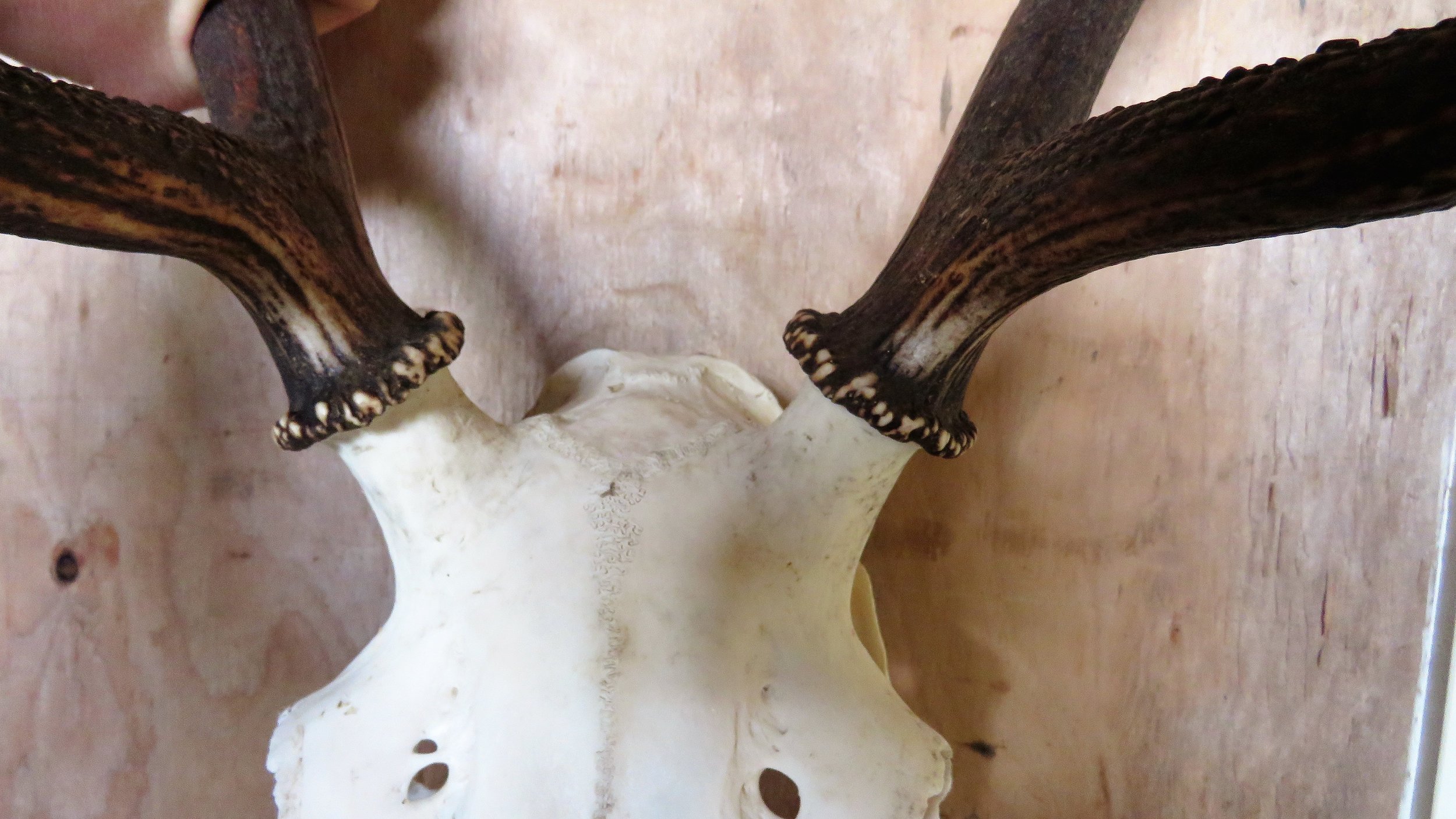 Another close up comparison of a young cull stag that was lacking quality. He was in an area with high numbers where reduction in poor quality animals was required.