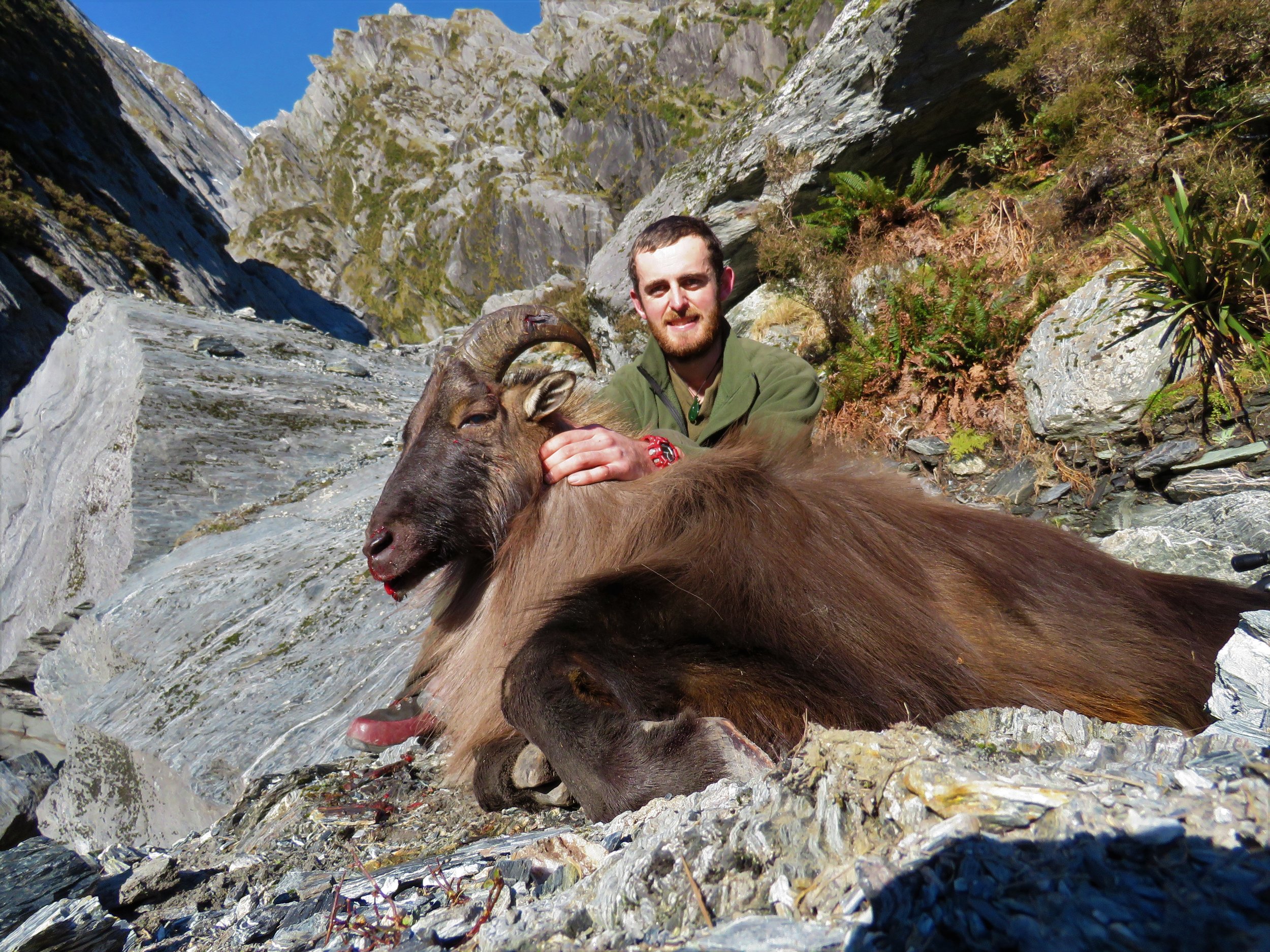  A 12 3/4 bull tahr