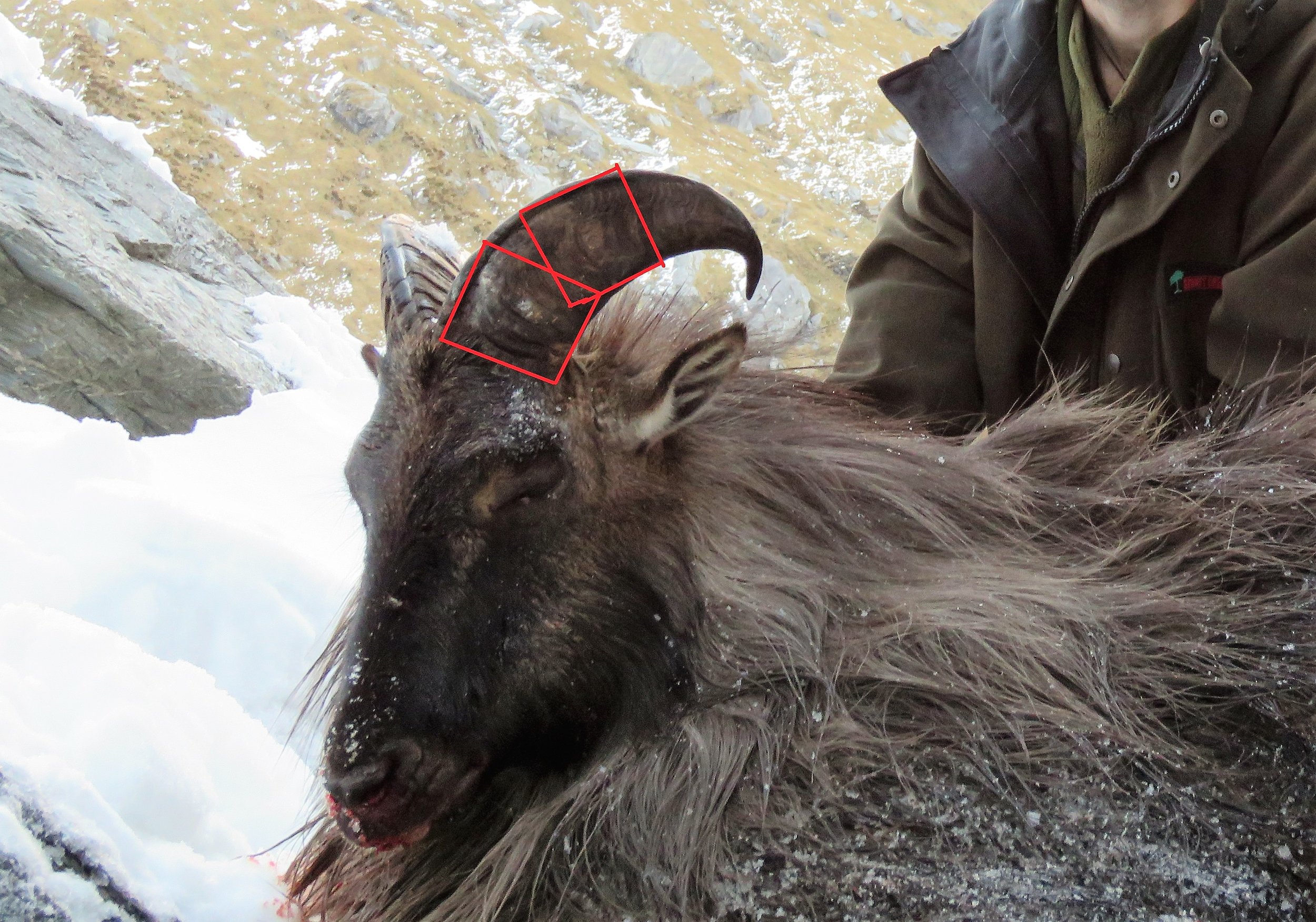 A great 14" bull where you can see how the "two square method" can be used. From the base the horn extends almost twice as far as the width of the base before it begins to taper.