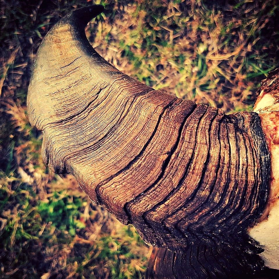 Stacked up age rings but not huge length, A real trophy. Credit Joseph Peter @ HardYards Hunting