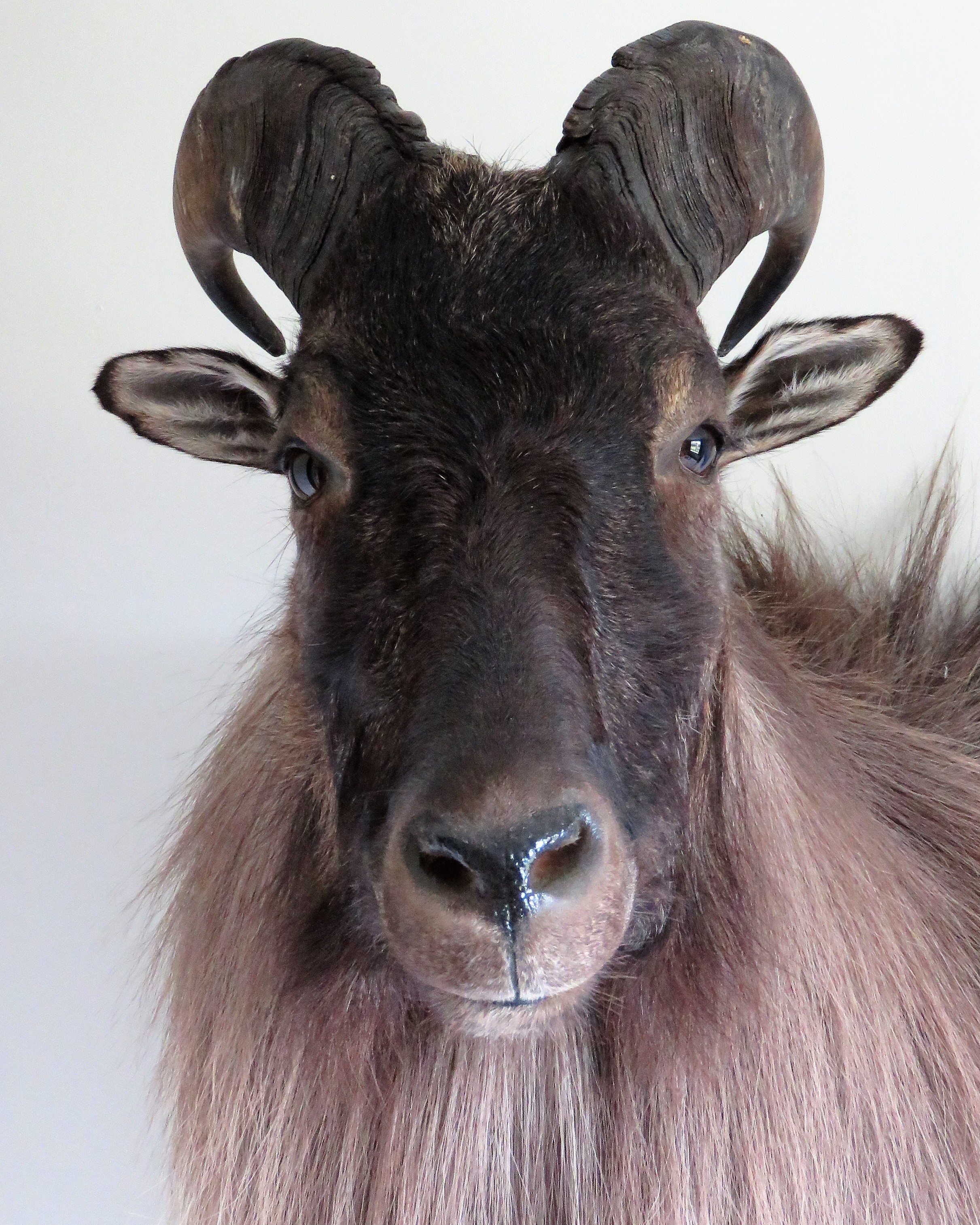 A 13 1/4" bull showing horn sweep. You can see how they point back in toward his neck
