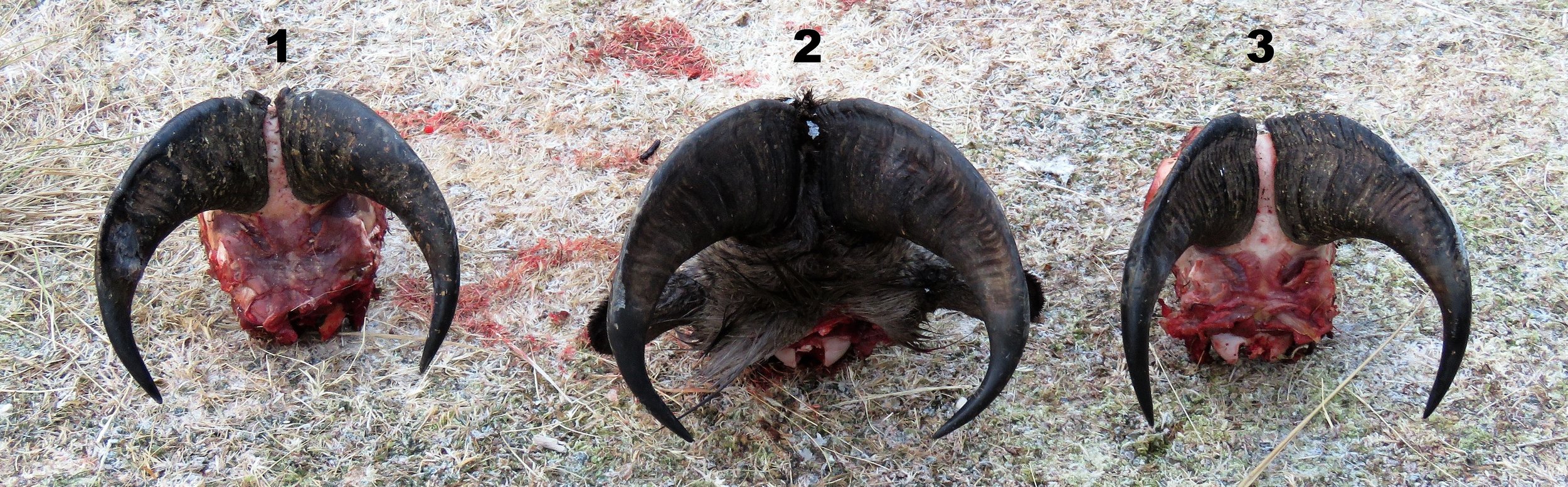 A great comparison of three good bulls. 1 is a 12 3/4