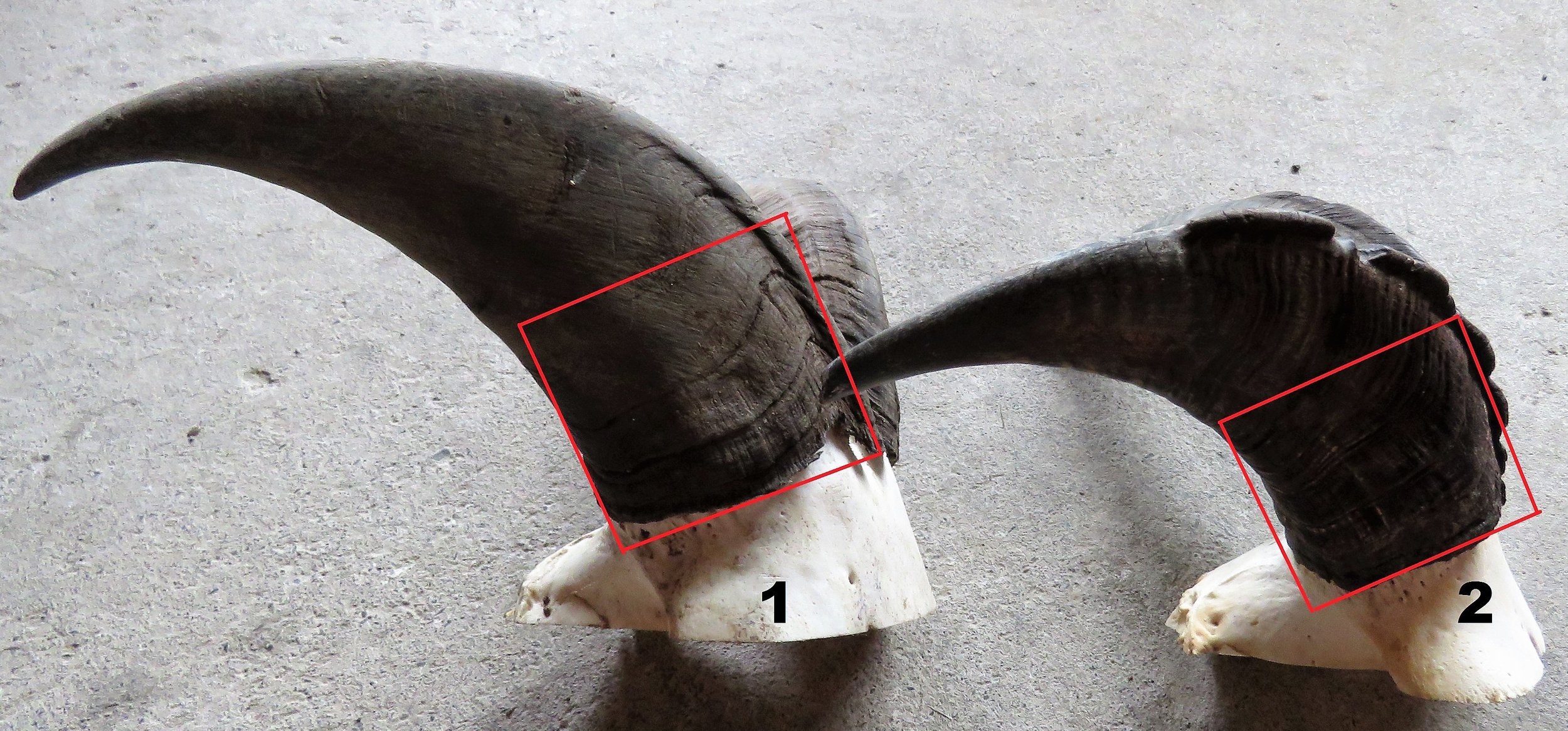 A comparison between two 11 1/2 inch bulls. Bull 1 is has heavy bases but lacks any sweep. Bull 2 is the same one from the previous photo, Although it appears much smaller, the sweep made up length. The