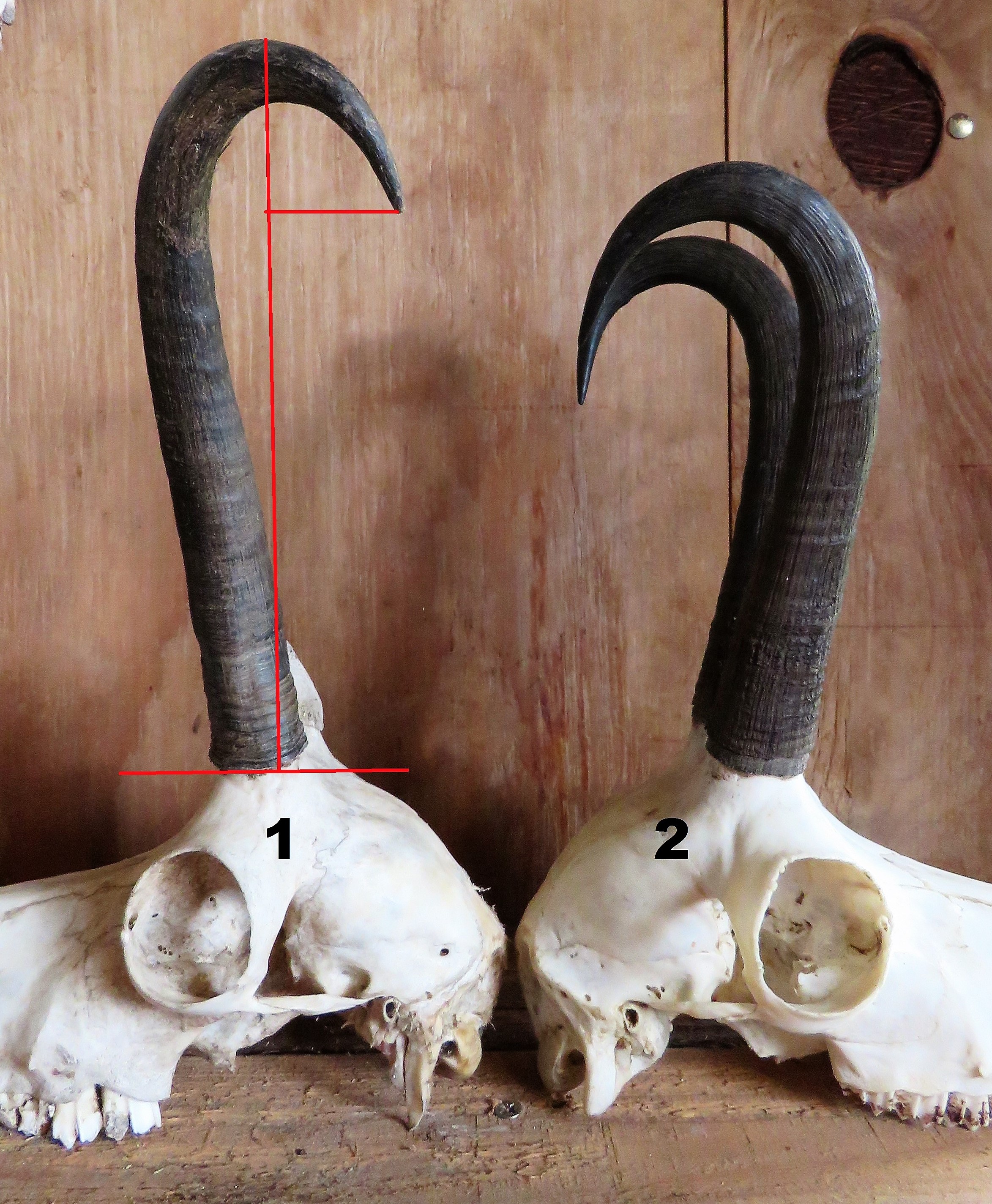 Buck 1 is a 10 1/2 character trophy with one horn. He has a small hook but massive height compared with the 10
