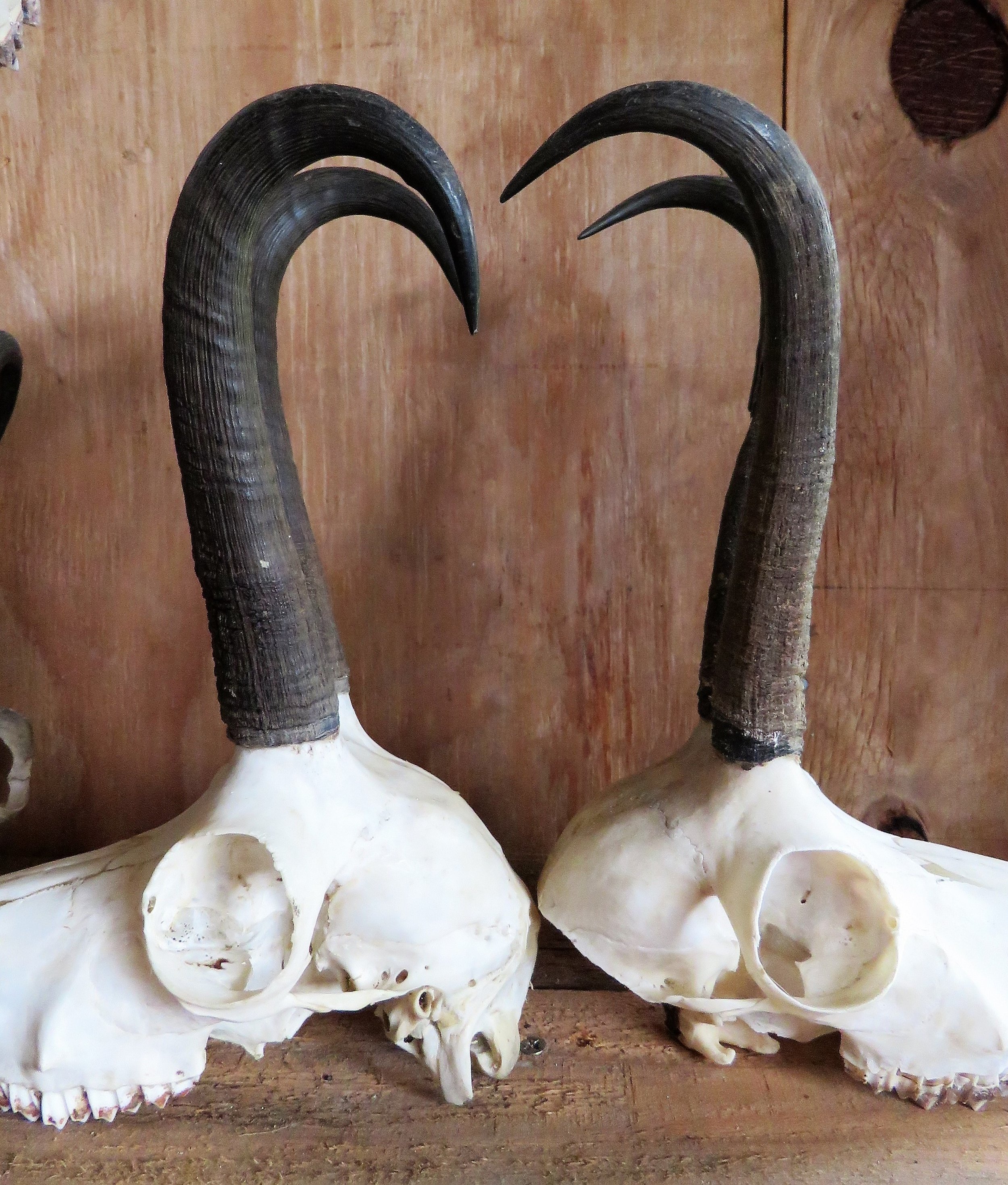 The comparison between a buck and a doe. Note the lack of mas and hook on the doe.
