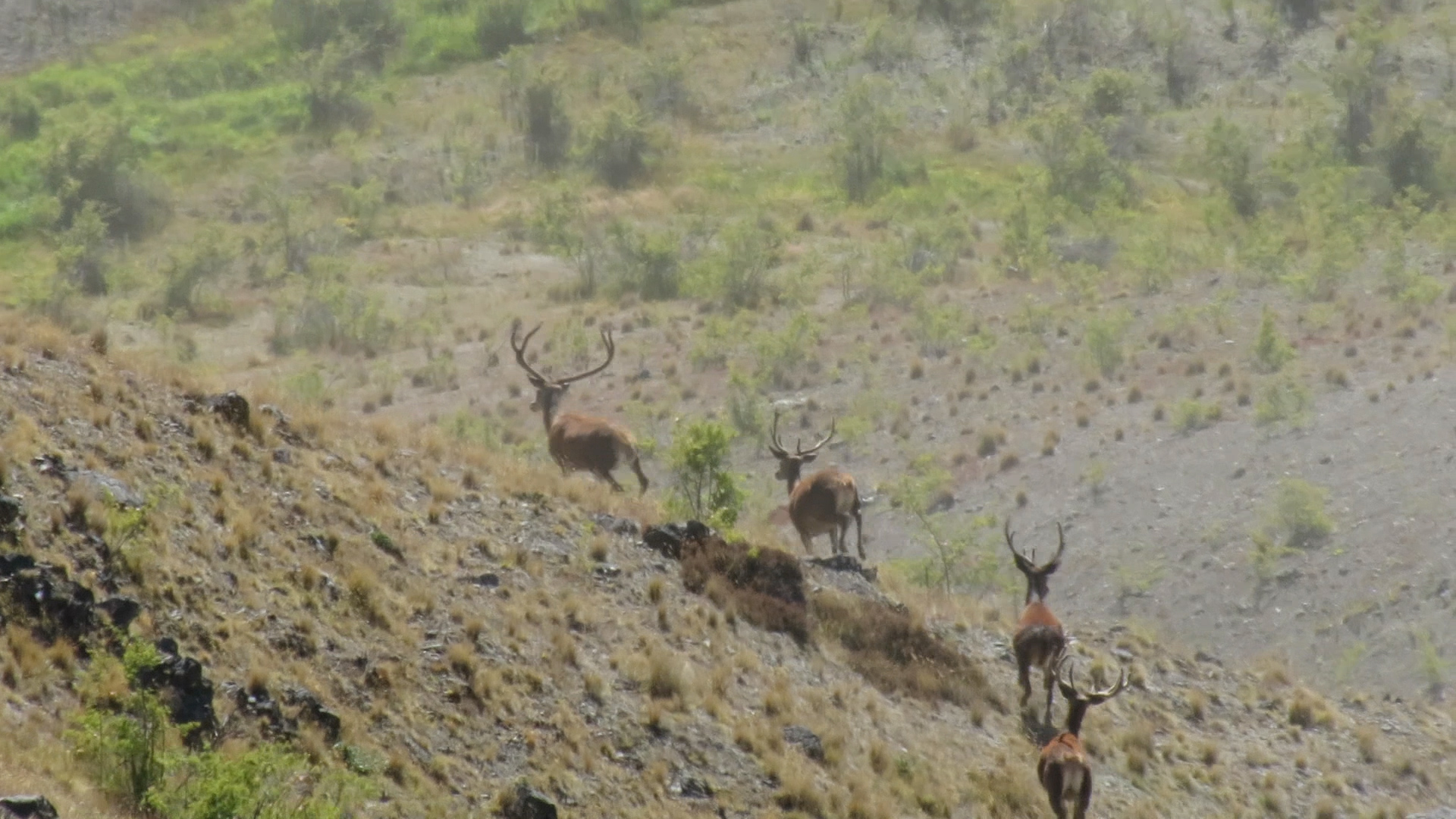 A clip from video footage of a stag mob that spooked due to the swirling gusts of wind, bugger!