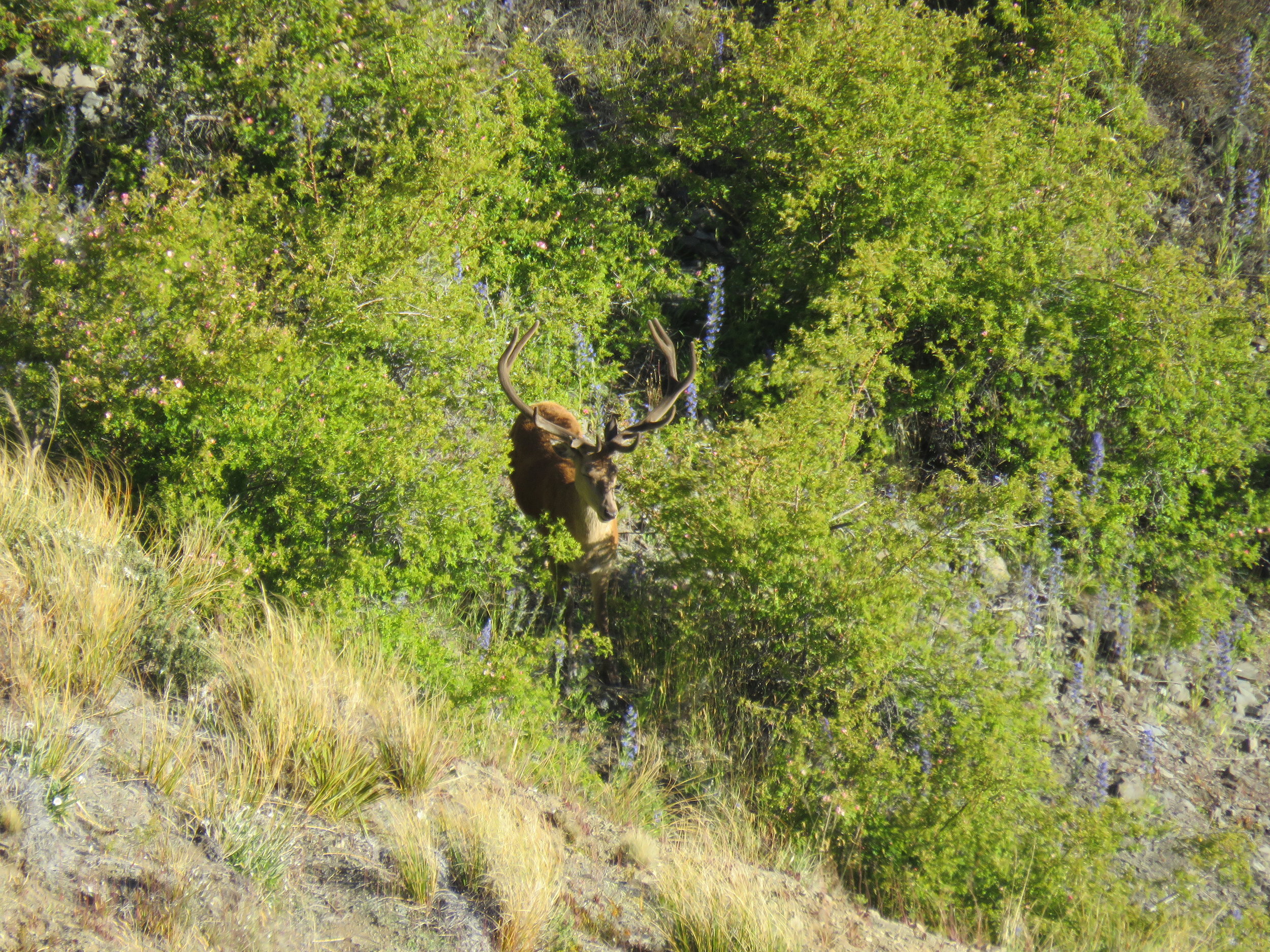  A very nice young stag about as far away from the ute as we could have ever got on day one! 