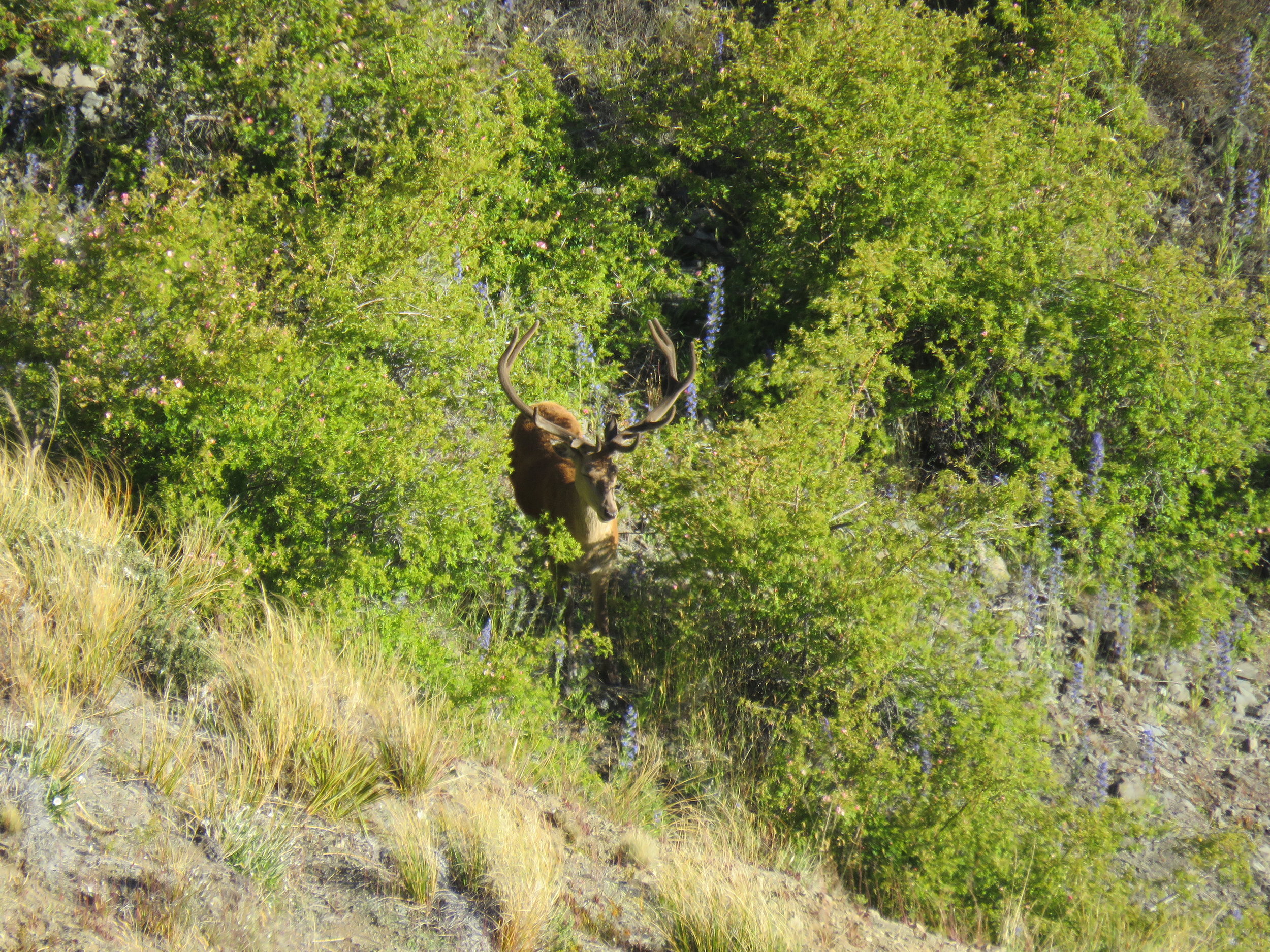 A very nice young stag about as far away from the ute as we could have ever got on day one!
