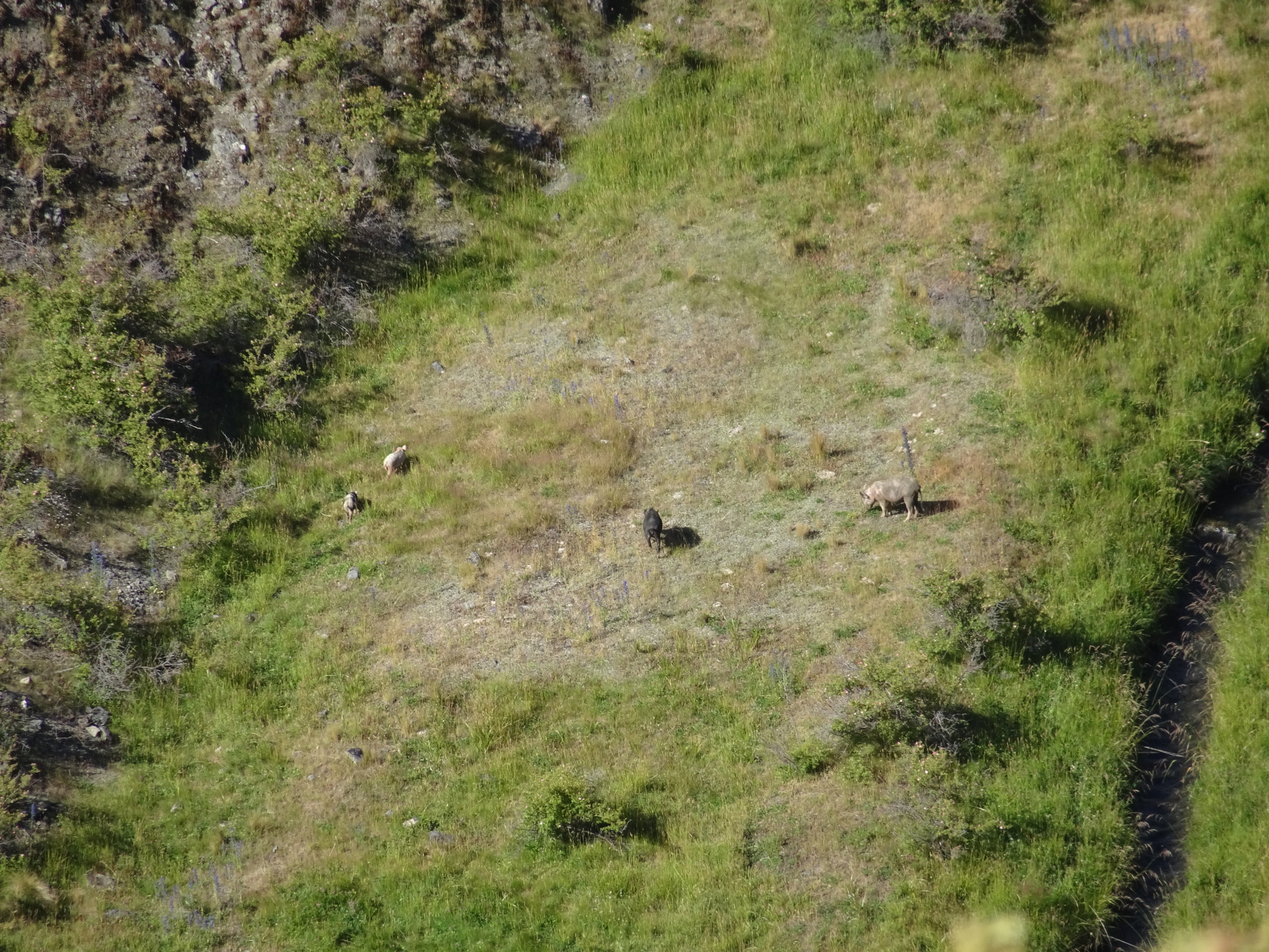  A mob of porkers feeding on the valley floor. 