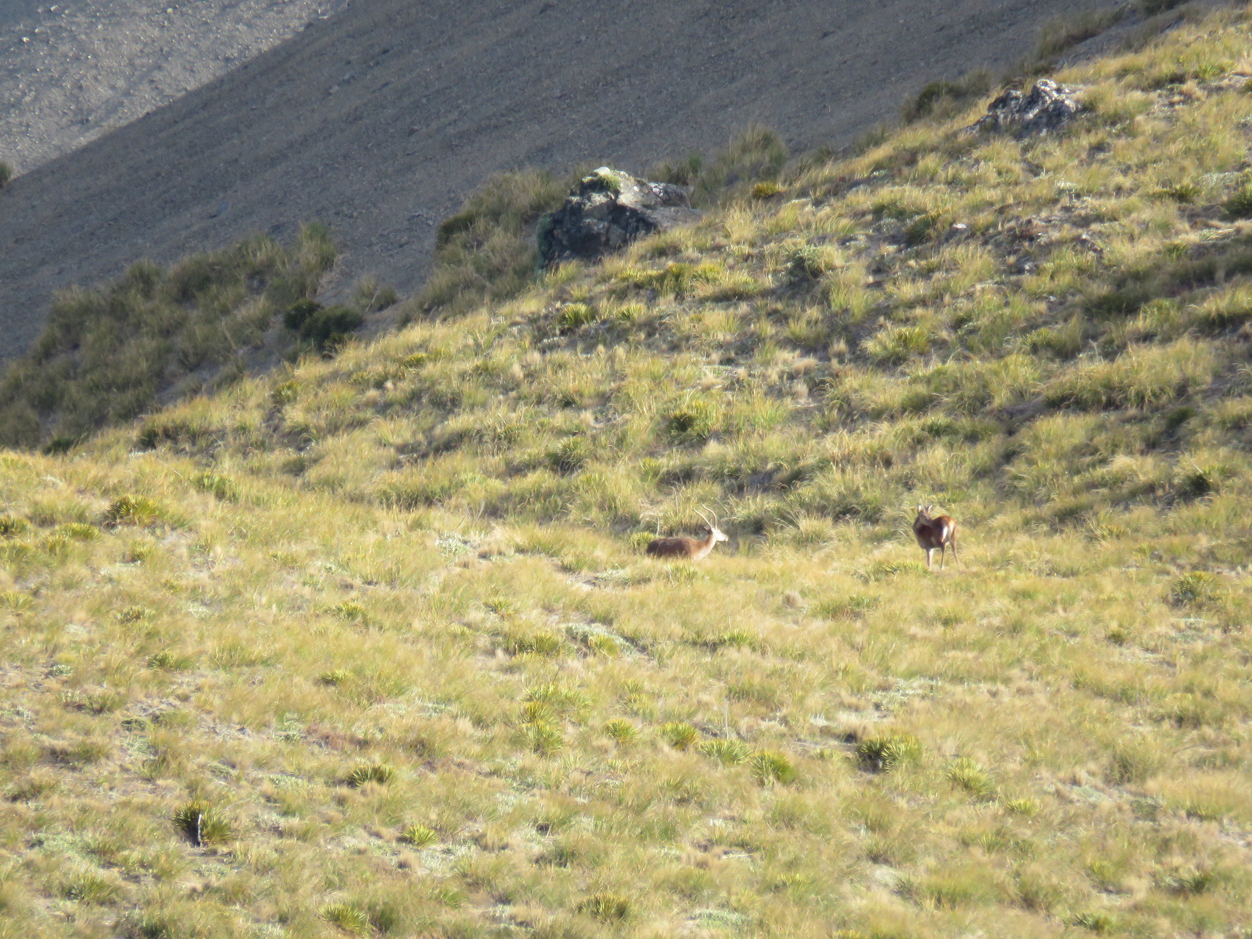  A couple of spikers off in the distance. 