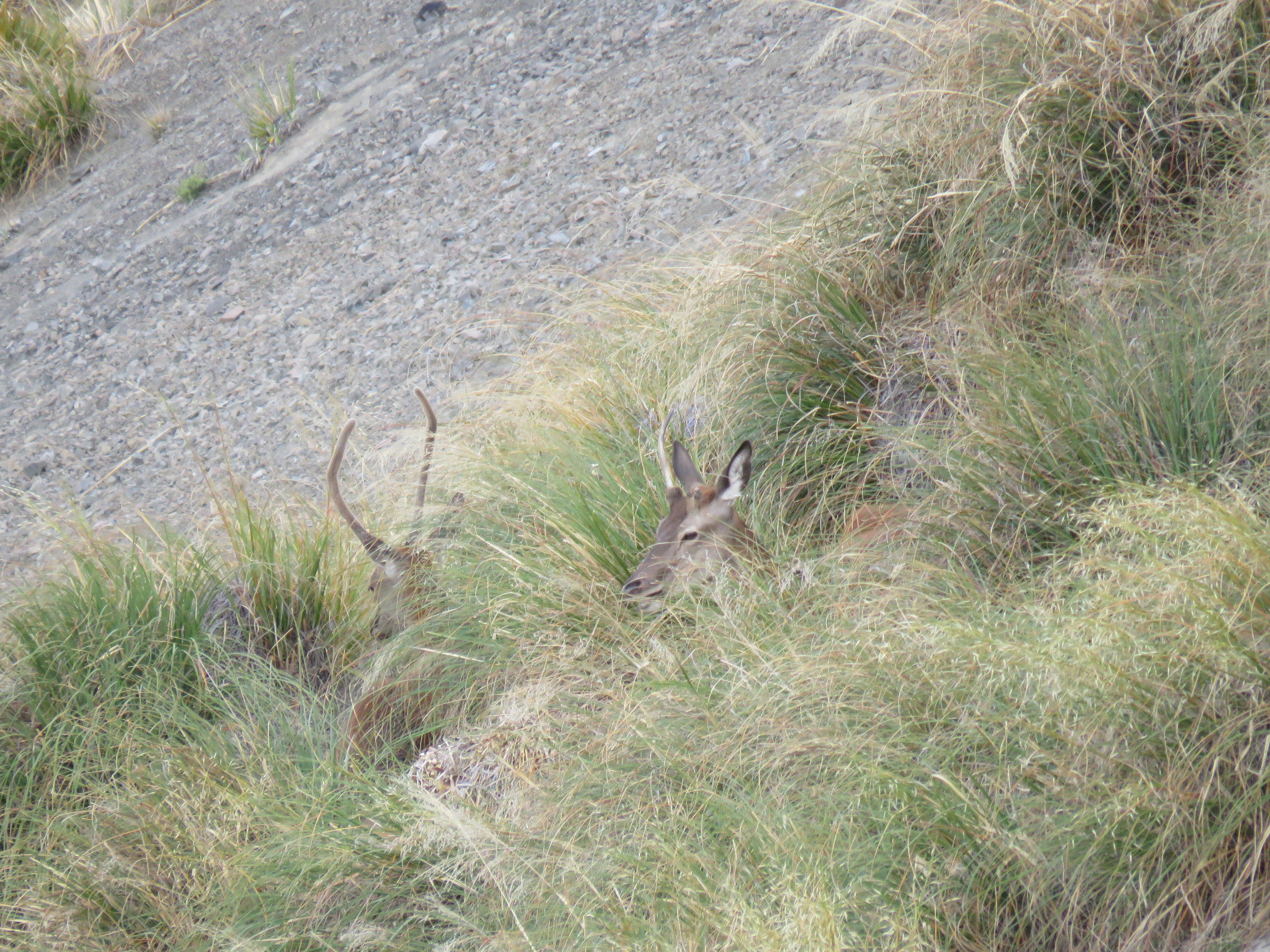 Found the same two spikers again later once they had bedded down on the other side of the hill.