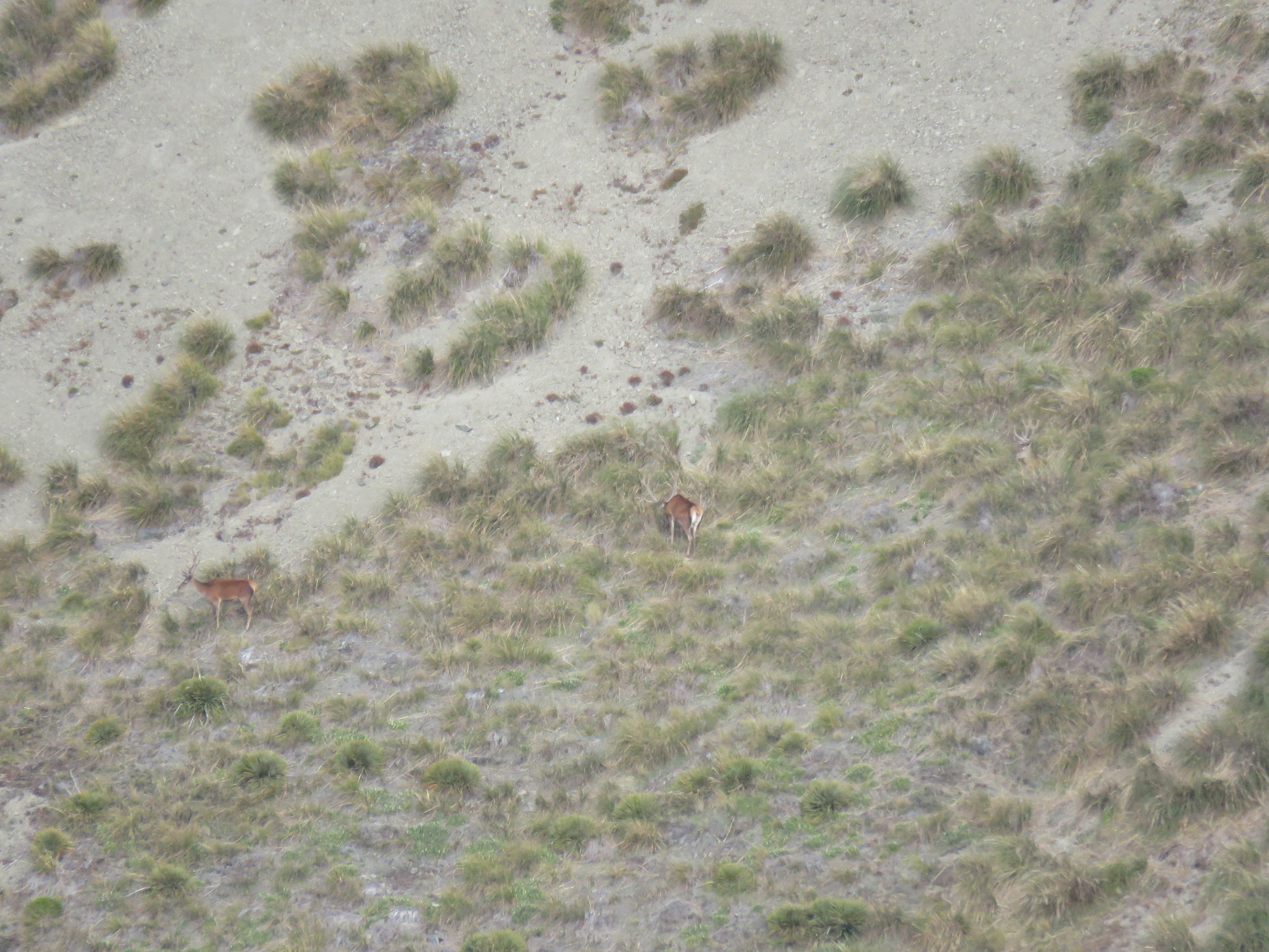 The stags that swapped sides of the valley before we'd managed to climb around above their early morning grazing spot. One of these boys is not far away from being a very nice trophy for someone.