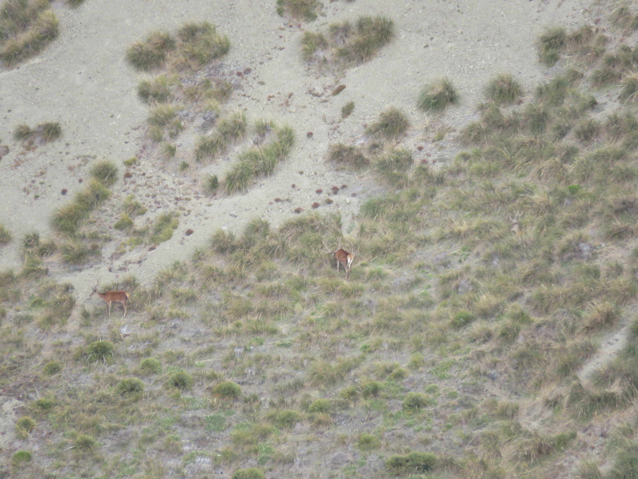  The stags that swapped sides of the valley before we'd managed to climb around above their early morning grazing spot. One of these boys is not far away from being a very nice trophy for someone. 