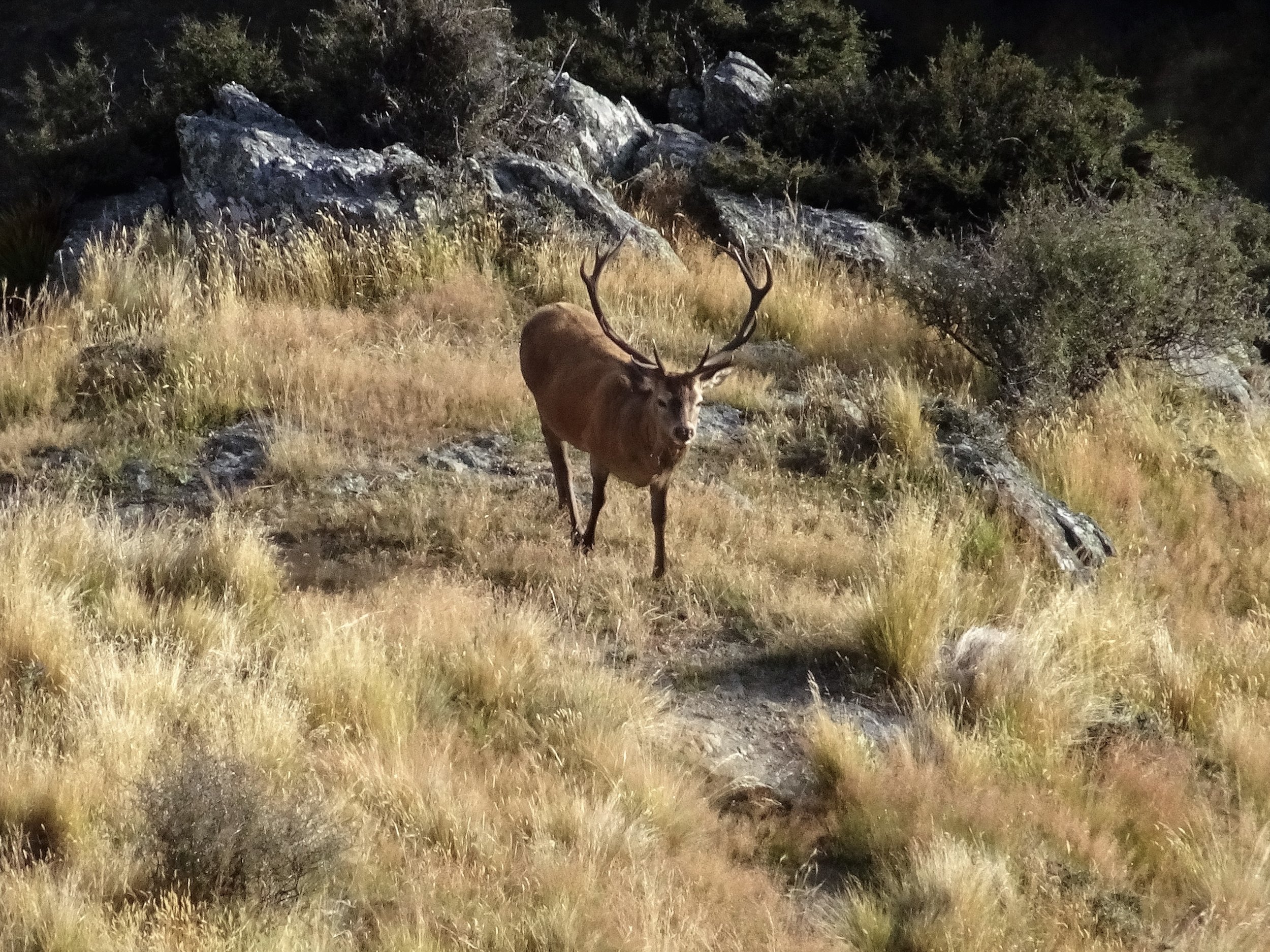 big otago stag on the hoof