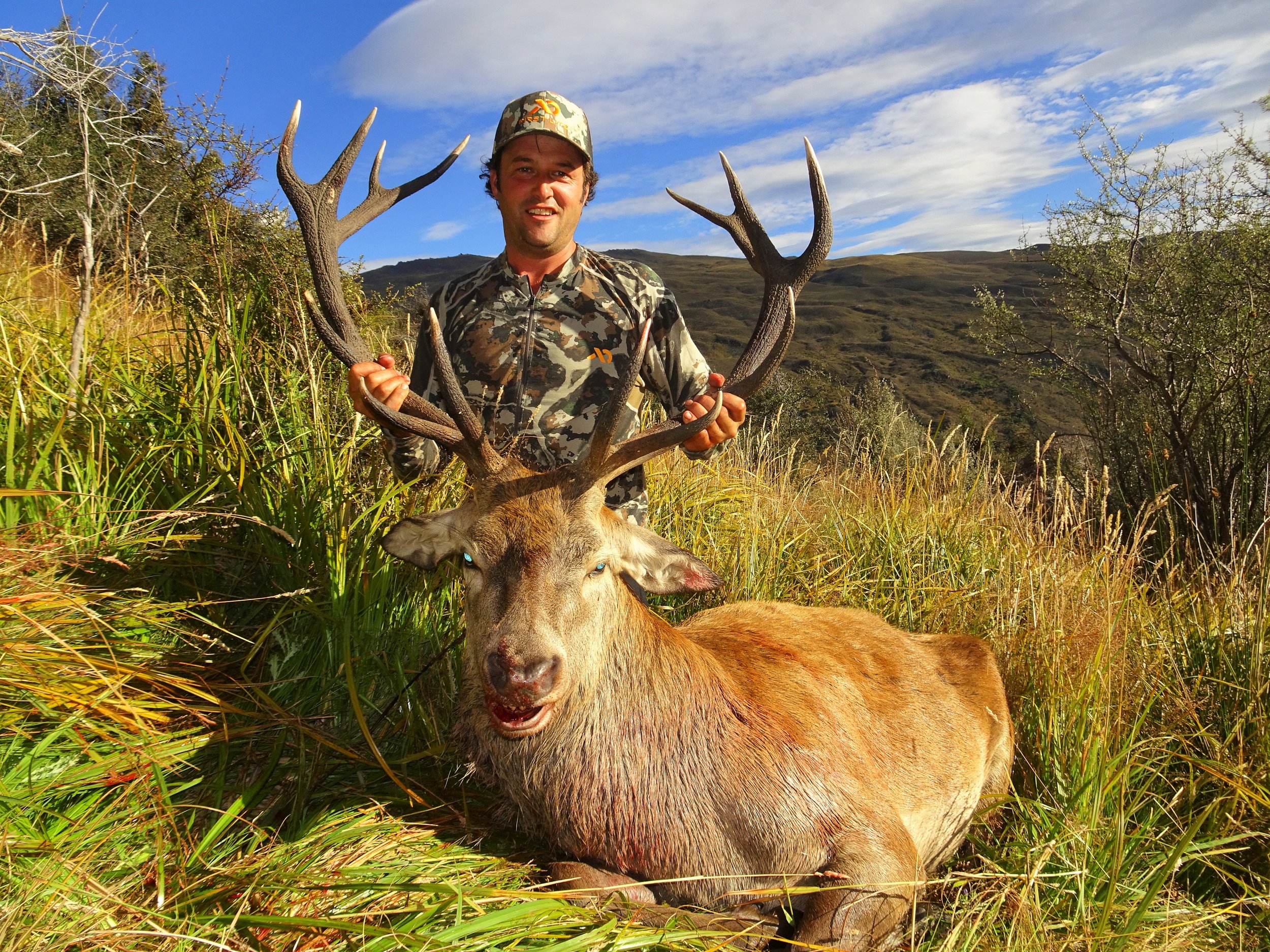 great otago red stag